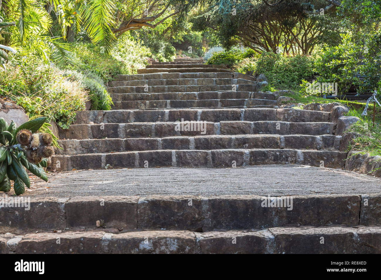 Steinerne Treppen in Kirstenbosch Botanischen Garten von Kapstadt Stockfoto