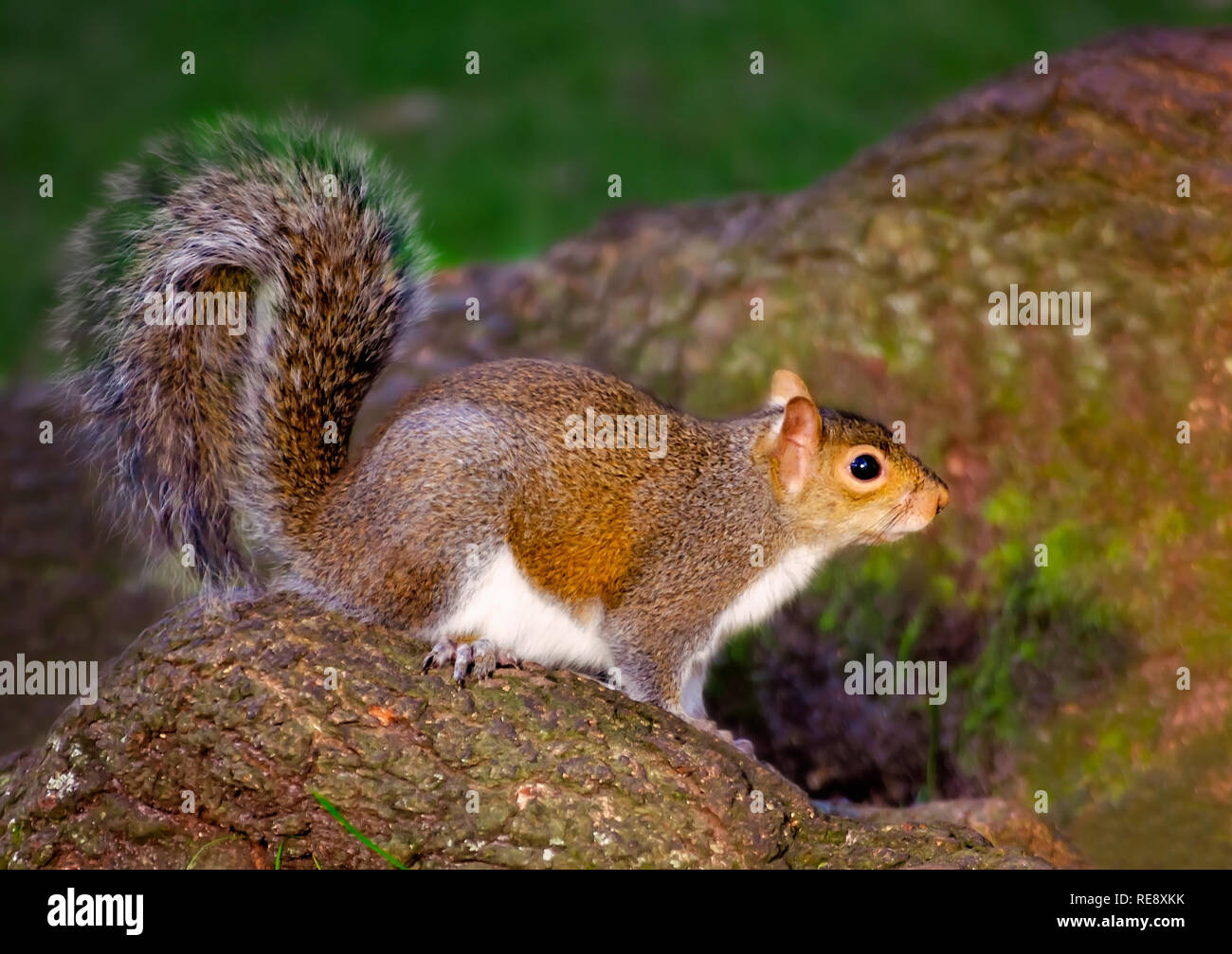 Ein östliches graues Eichhörnchen sitzt auf einem Baum Wurzel in Bienville Square, Dez. 23, 2018 in Mobile, Alabama. Eichhörnchen sind reichlich in den Park. Stockfoto