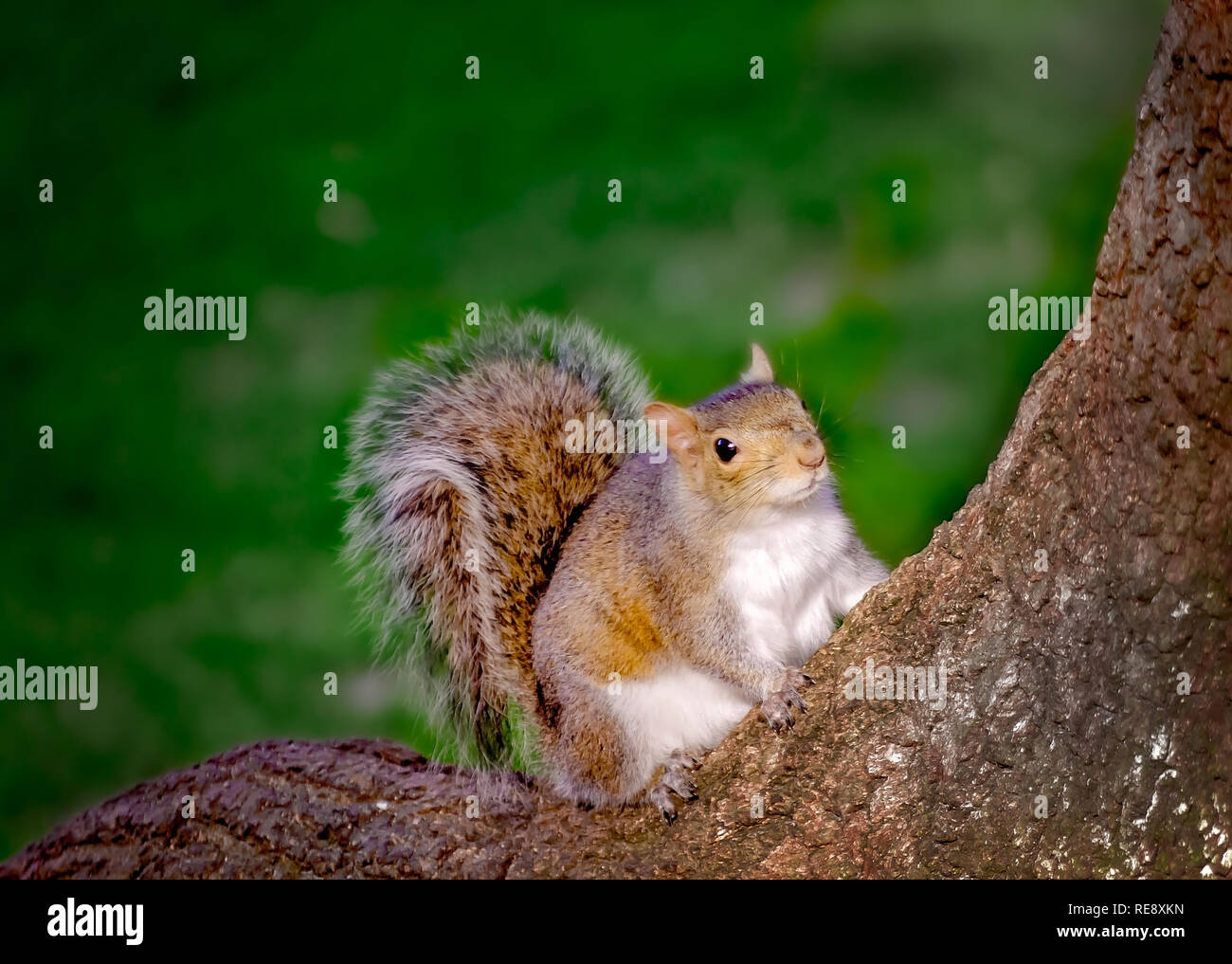 Ein östliches graues Eichhörnchen klettert einen Baum im Bienville Square, Dez. 23, 2018 in Mobile, Alabama. Eichhörnchen sind reichlich in den Park. Stockfoto