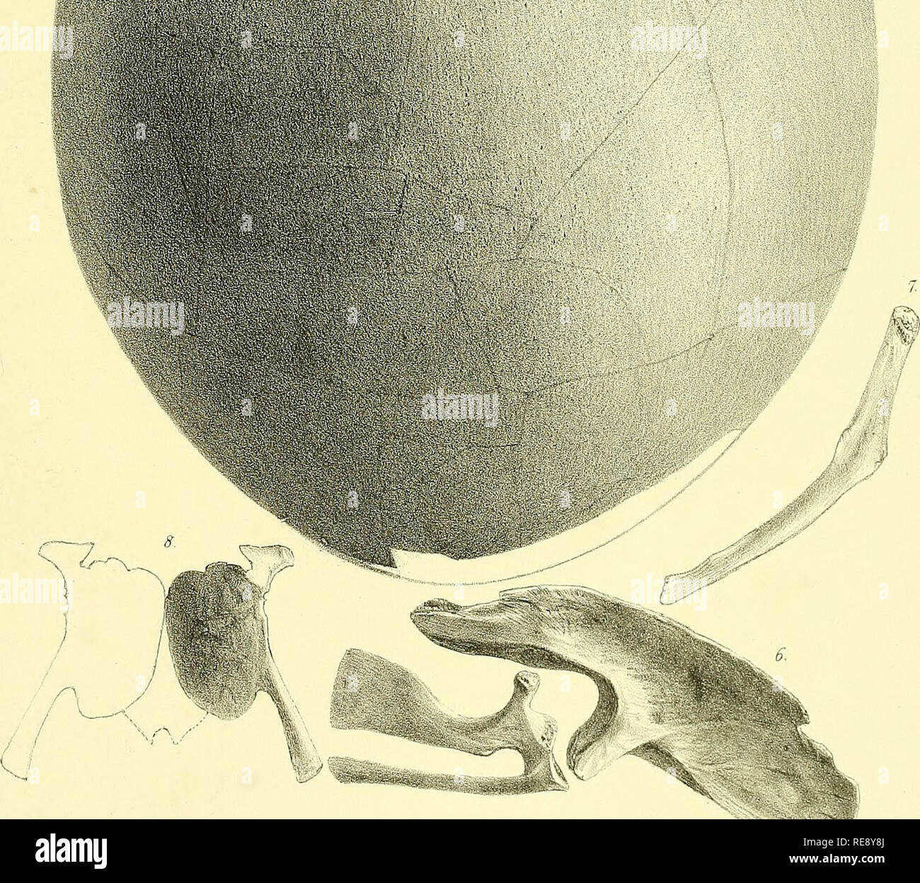 "Ornithologischen miscellany" (1876) Stockfoto