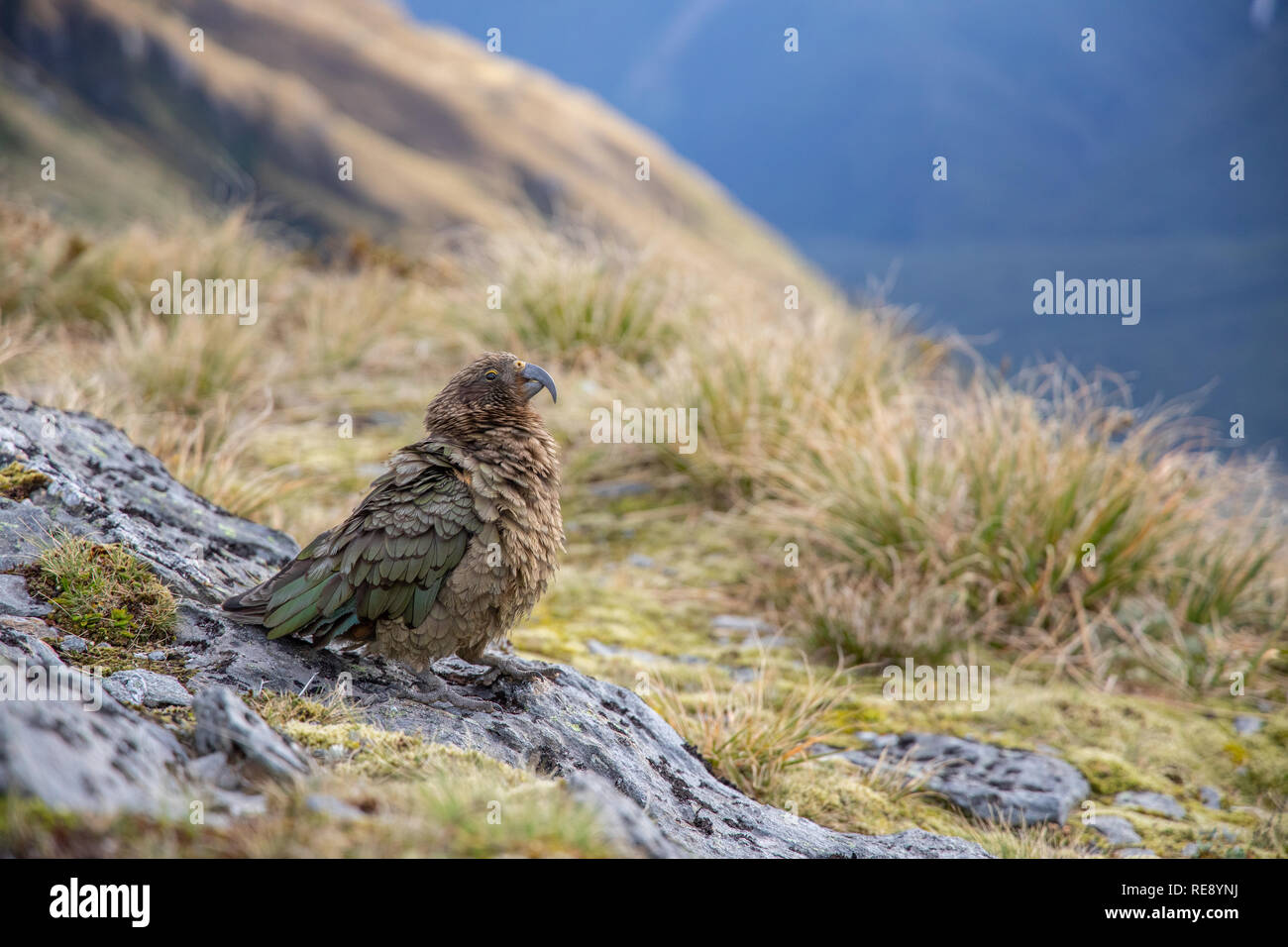 Kea in der Neuseeland Landschaft Stockfoto