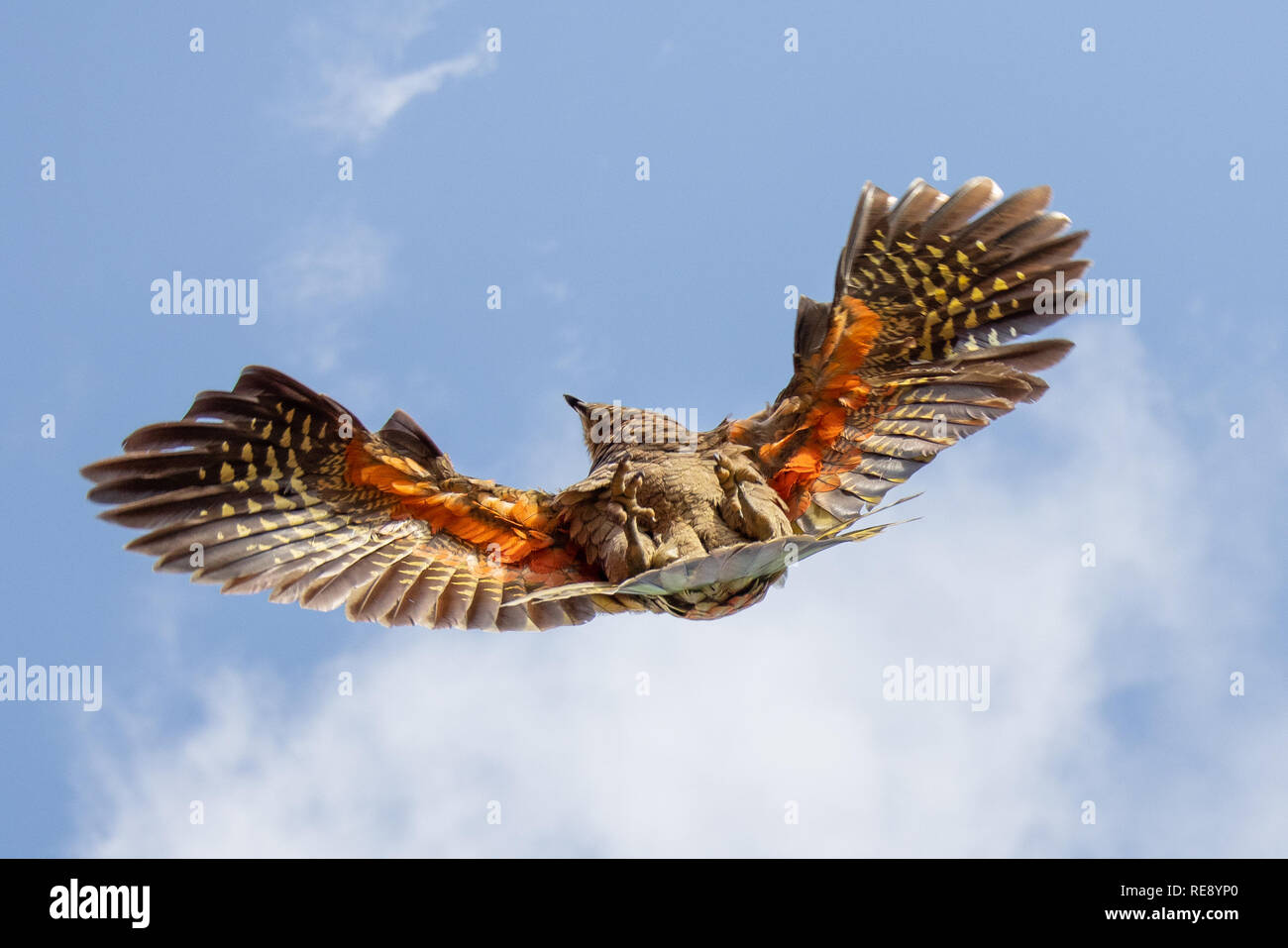 Kea im Flug, Neuseeland Stockfoto