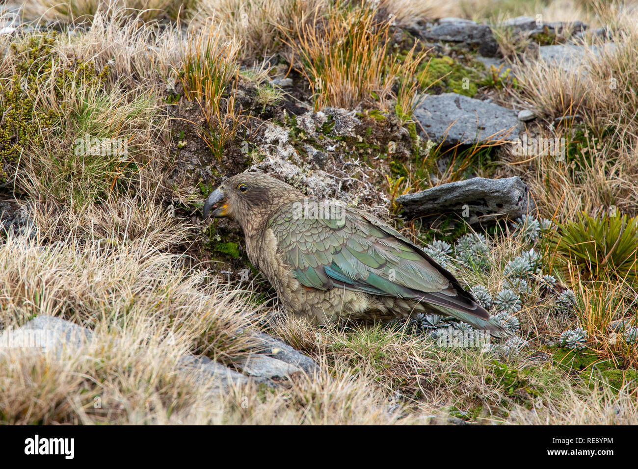 Kea, Südinsel, Neuseeland Stockfoto