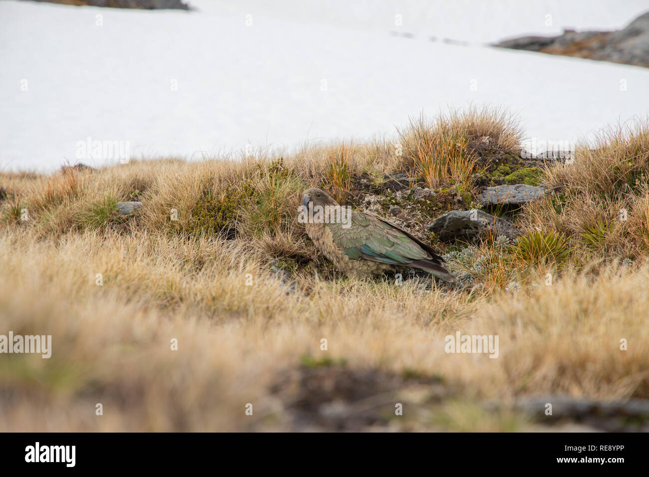 Kea, Südinsel, Neuseeland Stockfoto