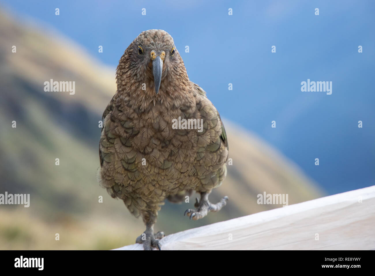 Kea, Südinsel, Neuseeland Stockfoto