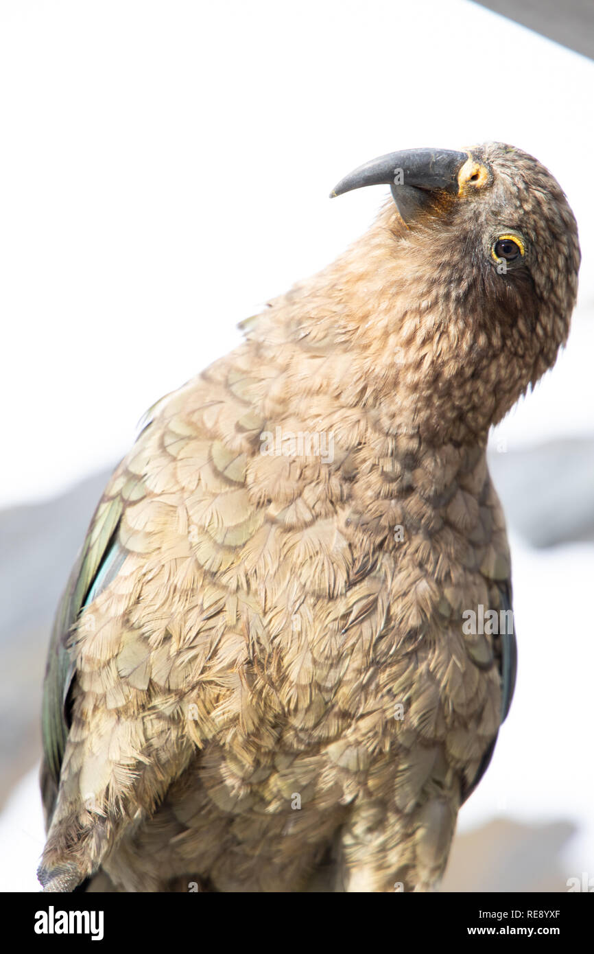 Porträt einer Kea, Südinsel, Neuseeland Stockfoto