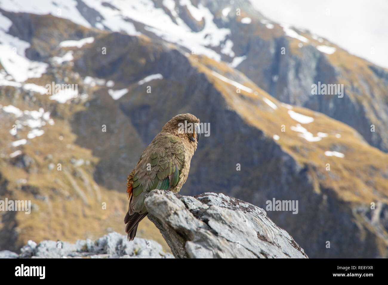 Kea in den Bergen der Südinsel, Neuseeland Stockfoto