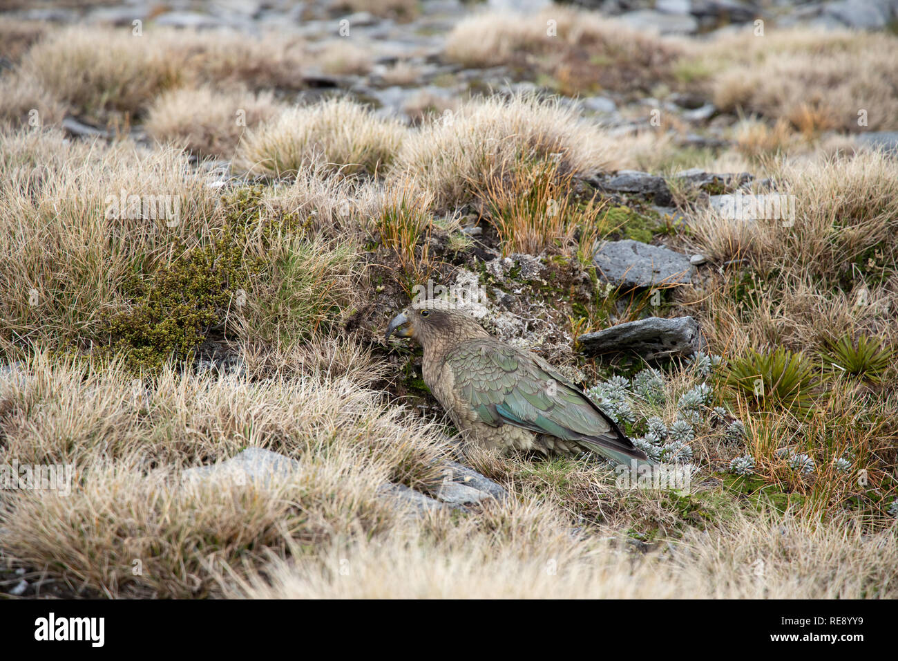 Kea, Südinsel, Neuseeland Stockfoto