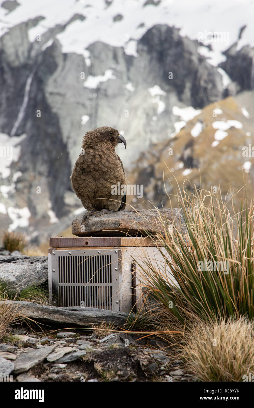 Neugierig Kea, Südinsel, Neuseeland Stockfoto