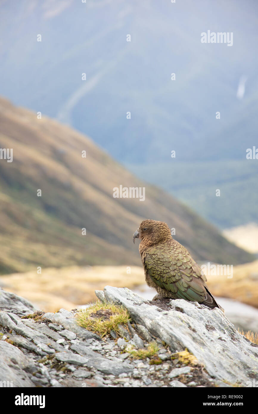 Kea, Neuseeland Stockfoto