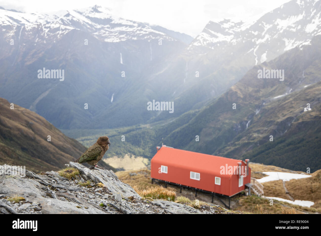 Kea mit Neuseeland Berghütte Stockfoto