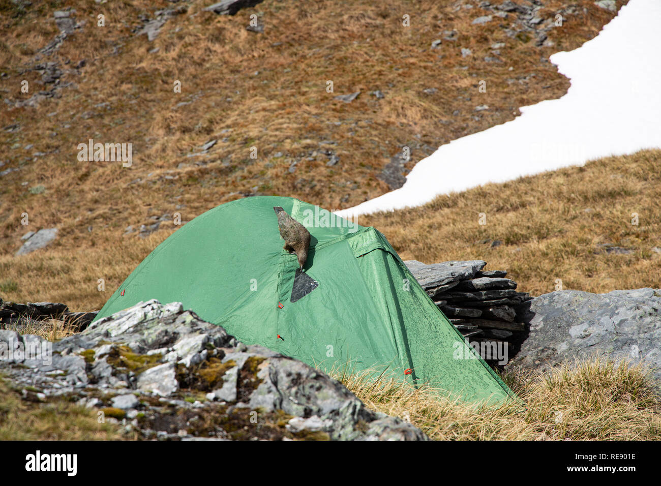 Frech Kea (Nestor notabilis) Überprüfung ein Wanderer Zelt in Neuseeland Stockfoto