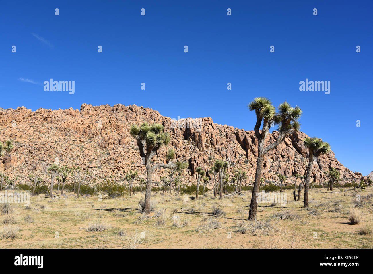 Eine schöne Landschaft Portrait der Signatur Yucca Palmen in den Joshua Tree National Park im Süden von Kalifornien. Dieser Park ist nun wegen t geschlossen. Stockfoto