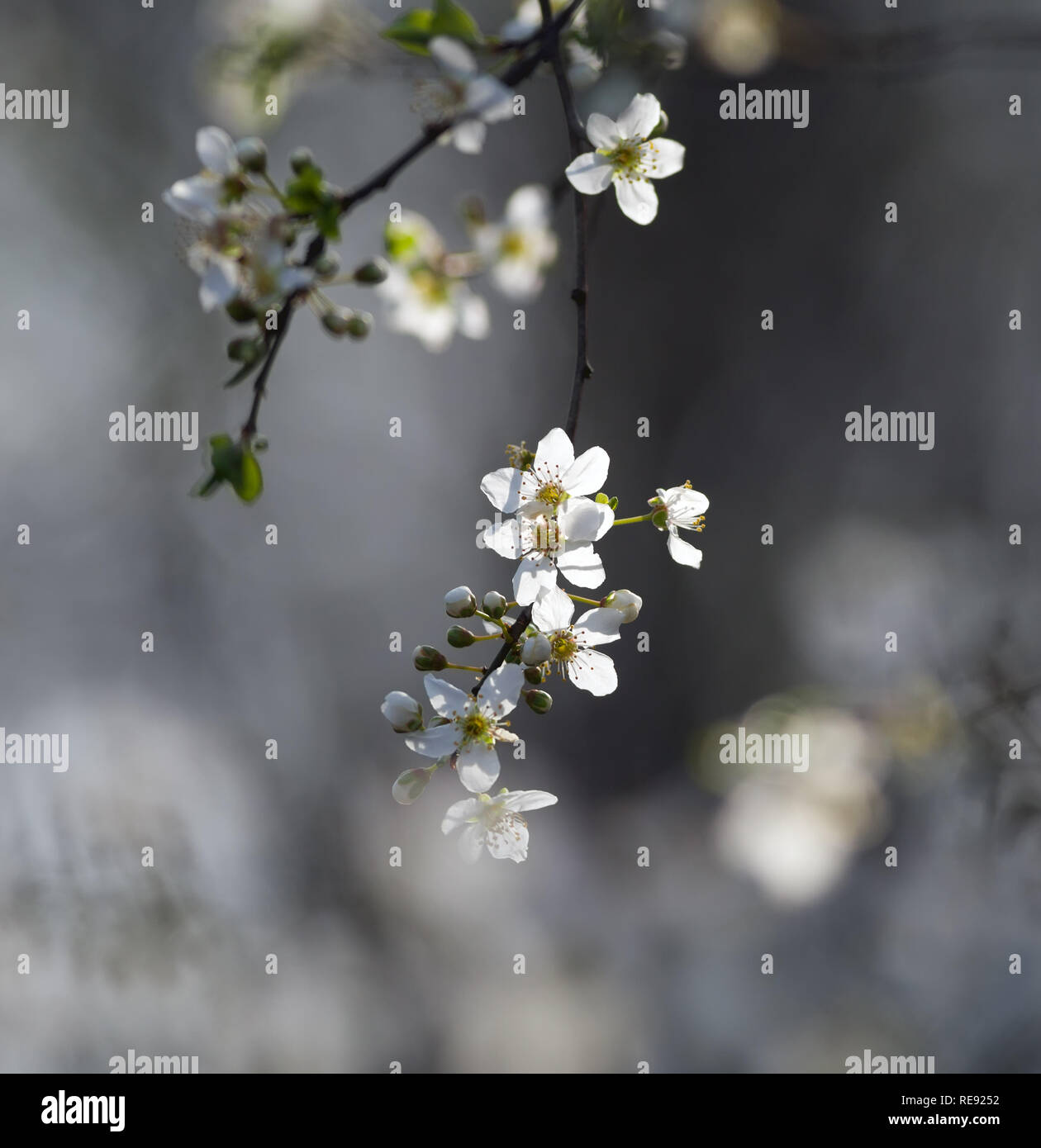 Hintergrund der Pflaume Blüten in sonnigen Tag im Frühjahr Stockfoto