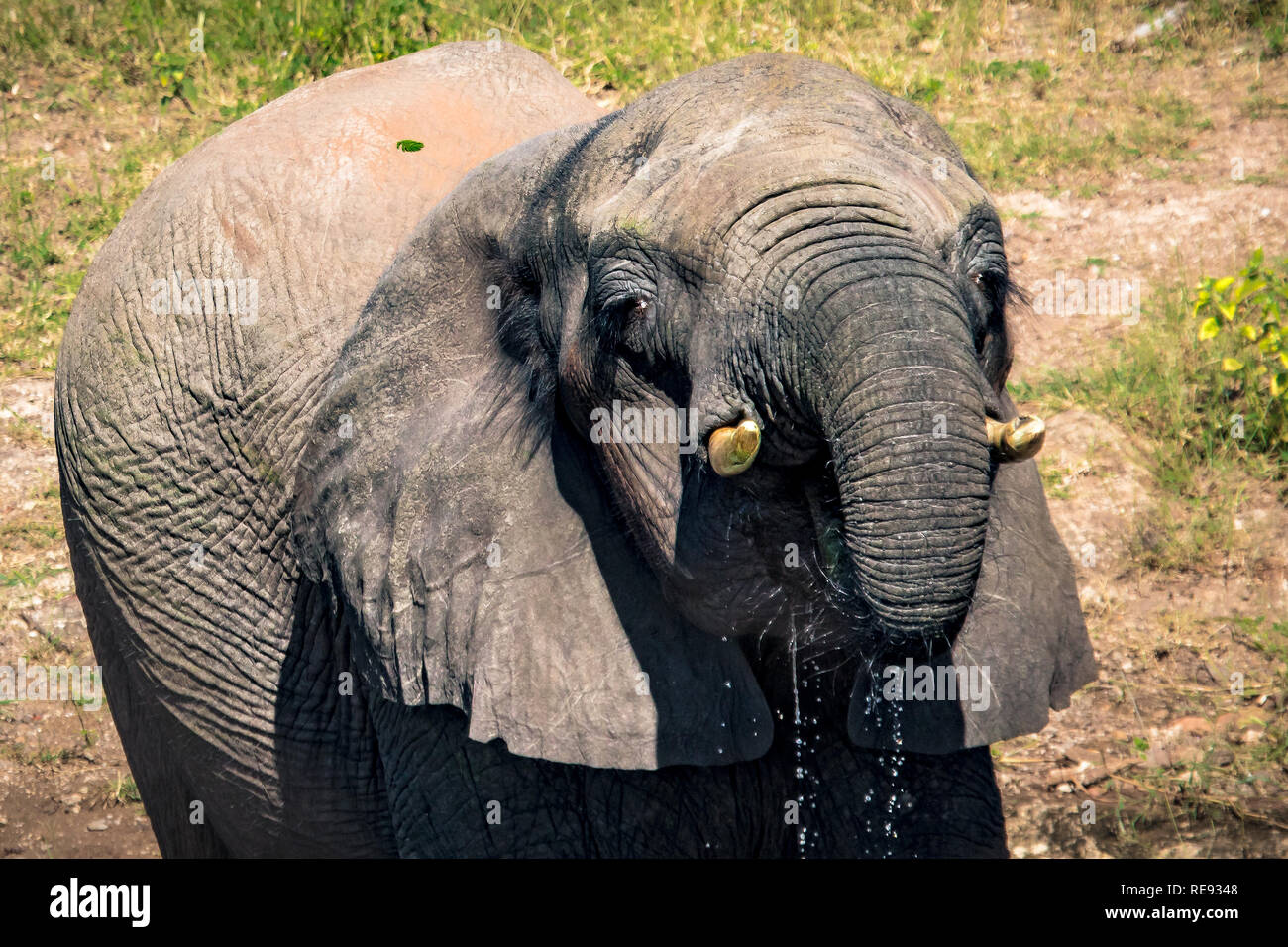 Elefanten baden und Spielen im Wasser der Chobe Fluss in Botswana im Sommer Stockfoto