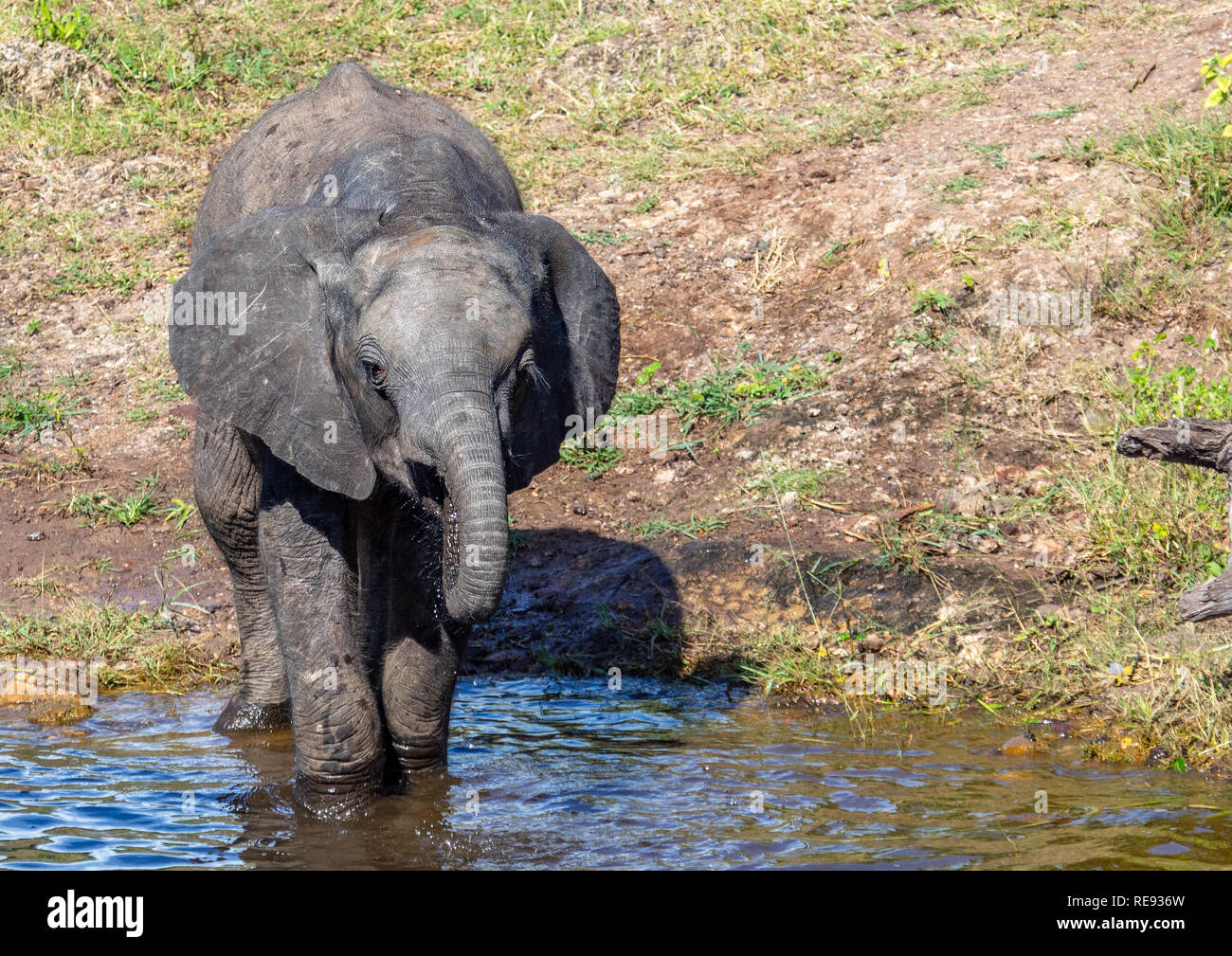 Elefanten baden und Spielen im Wasser der Chobe Fluss in Botswana im Sommer Stockfoto