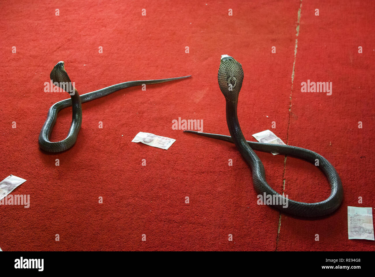 Phuket, Thailand - 13. Juni, 2013: Cobra training, Leistung mit ausgebildeten Kobras snake Trainer Stockfoto