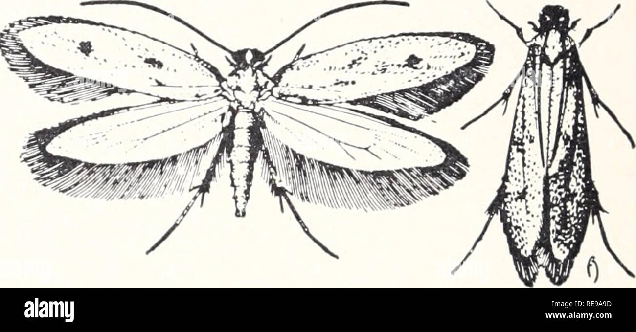 Kontrolle Der Haushalt Insekten Und Schadlinge Haushalt