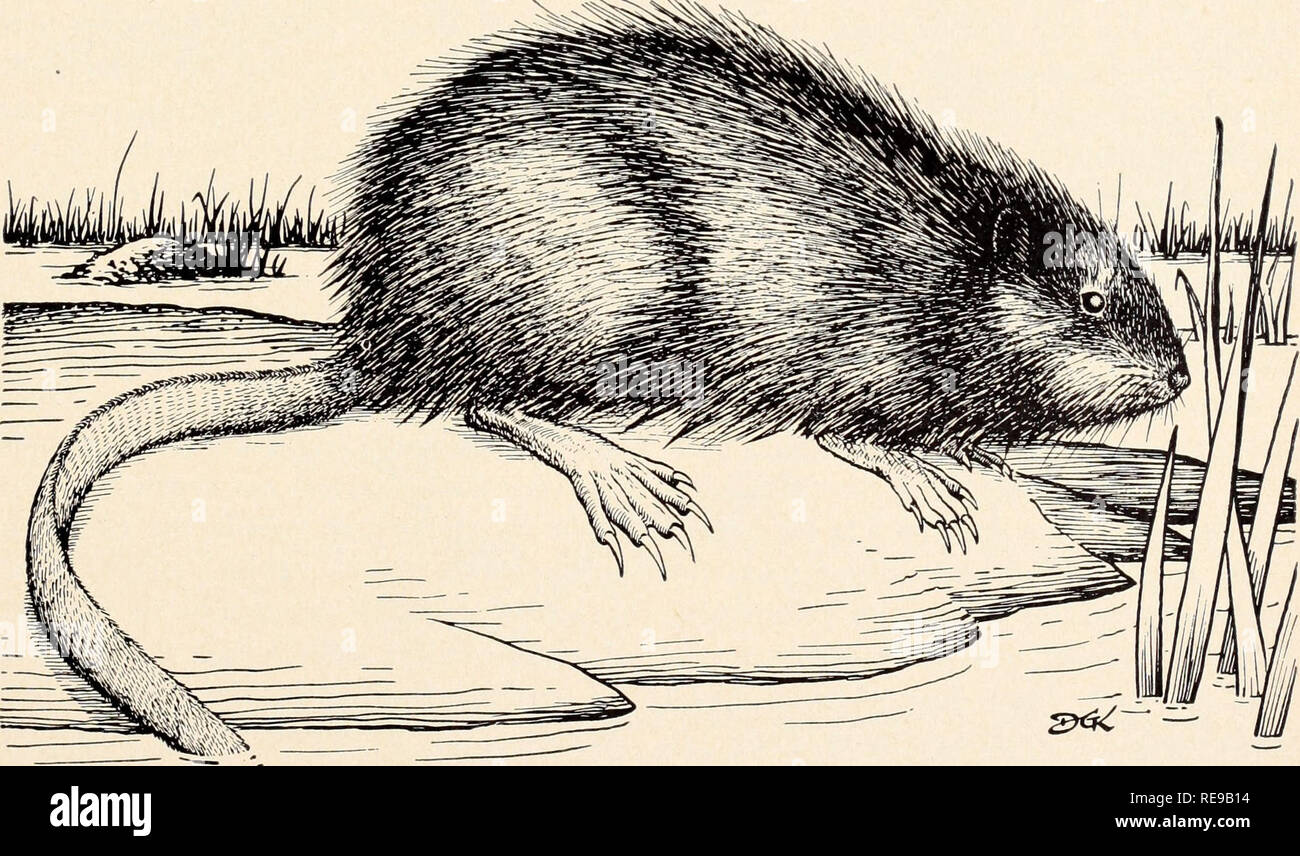 . Controlling Bereich Nagetiere in Kalifornien. Säugetiere; Nagetiere. mit Unterwasser Eingänge und manchmal kleine "Häuser" der Pflanze Mate-rialien in ruhigen Gewässern. Bisamratten erreicht das Imperial Valley bald nach Fertigstellung des Kanals tragen - ing Wasser aus dem Colorado River. In den 1930er Jahren Bisamratten entkamen aus pelztierfarmen oder wurden transplantiert und in mehreren Gemeinden von Del Norte und Shasta Grafschaften südlich nach Santa Barbara und Kern Grafschaften (Lagerhalter, 1937; Twin-ing und Hensley, 1943) veröffentlicht. Heute, in der küstengrafschaften, sie sind nur in wenigen Orten und in kleiner Anzahl vorhanden Stockfoto