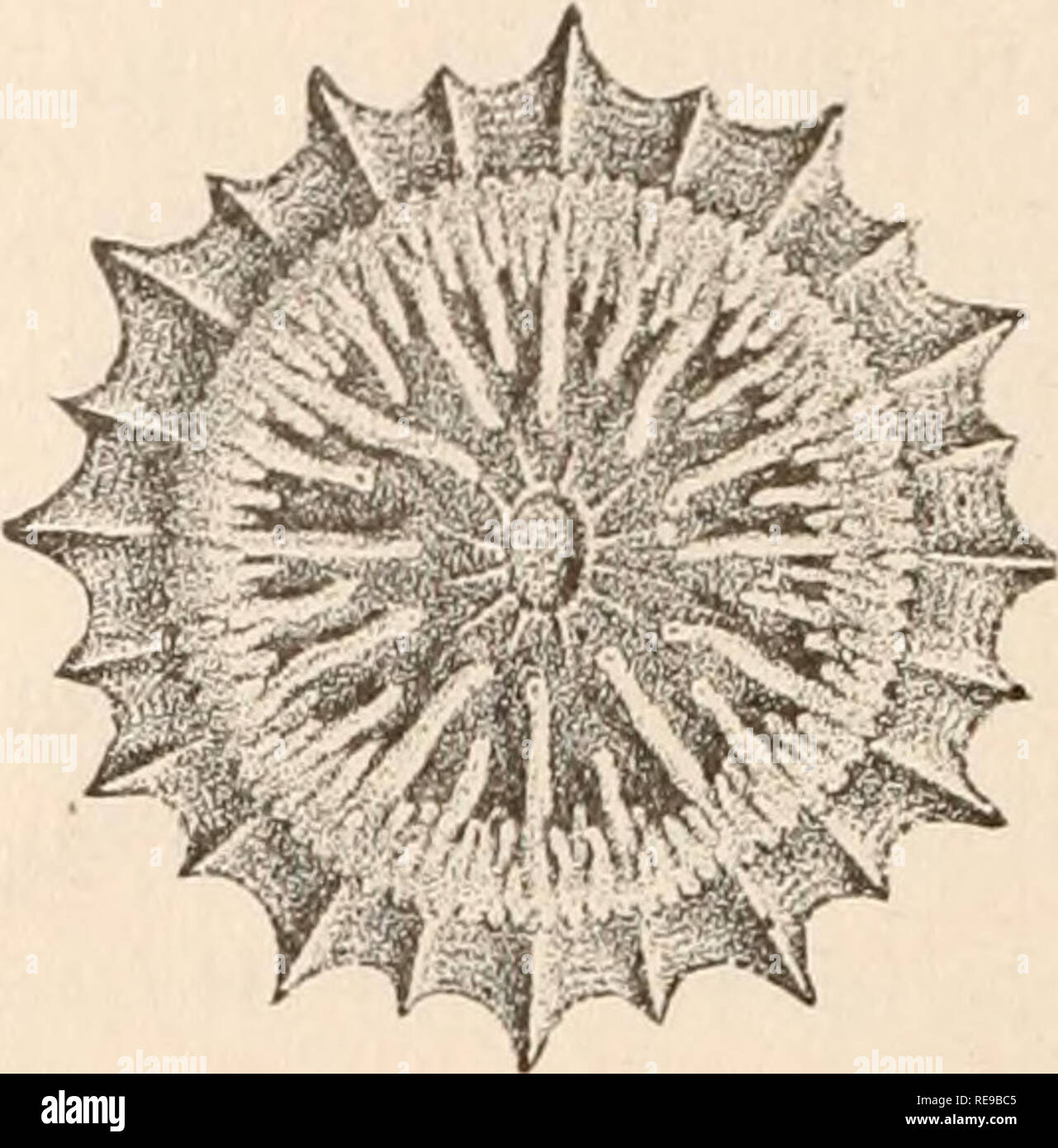 . Ein Beitrag zur Amerikanischen thalassography: Drei Kreuzfahrten der Vereinigten Staaten Küsten- und Vermessungsamt Dampfer "Blake", im Golf von Mexiko, in der Karibik, und entlang der Atlantikküste der Vereinigten Staaten, von 1877 bis 1880. Blake (Dampfgarer); Marine Tiere - Atlantik, marinen Sedimenten. Abb. 466. - Ertus Paracyathus conf. . (Pourtal&AMP;s). Abb. 467. - Steplianotrochus diaclema. . (Pourtales.) "helium Moselei/i (Abbn. 468, 468") wurden; diese spe-Cies hat eine umfangreiche geographische Reichweite. Sein Verbündeter, Flabellum. Bitte beachten Sie, dass diese Bilder extrac sind Stockfoto