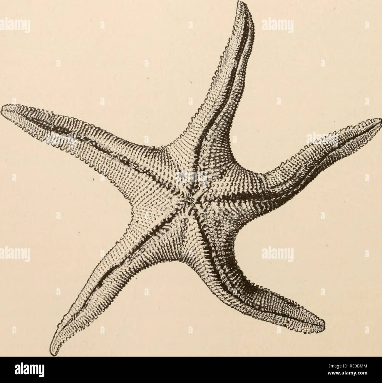 . Ein Beitrag zur Amerikanischen thalassography: Drei Kreuzfahrten der Vereinigten Staaten Küsten- und Vermessungsamt Dampfer "Blake", im Golf von Mexiko, in der Karibik, und entlang der Atlantikküste der Vereinigten Staaten, von 1877 bis 1880. Blake (Dampfgarer); Marine Tiere - Atlantik; marine Sedimente. ff j-, /?.-..-': • - - • •^ llftS Abb. 380. - Ctenaster Californica. |. (Perrier.) In Bezug auf die geografische Verteilung der Seesterne, es war interessant, in den tiefen Gewässern der Karibik Bezirk im nördlichen Atlantik Gattungen Cribrella, Solaster, Pedicellaster zu finden, und Bri Stockfoto