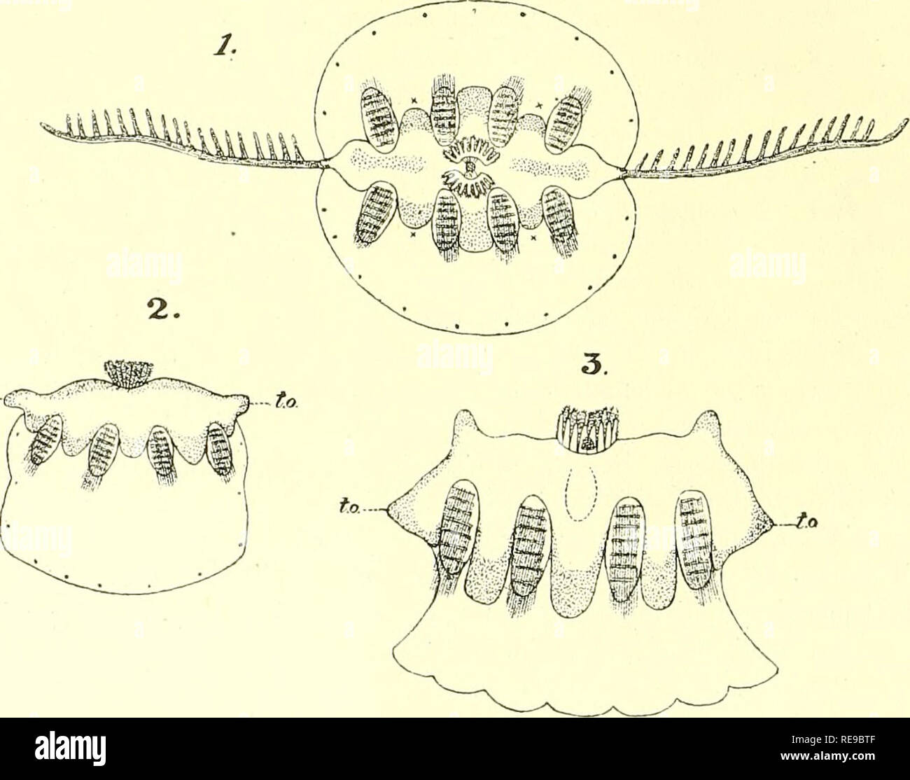 . Beitrag zur Naturgeschichte der pearly Nautilus. Nautilidae. 720