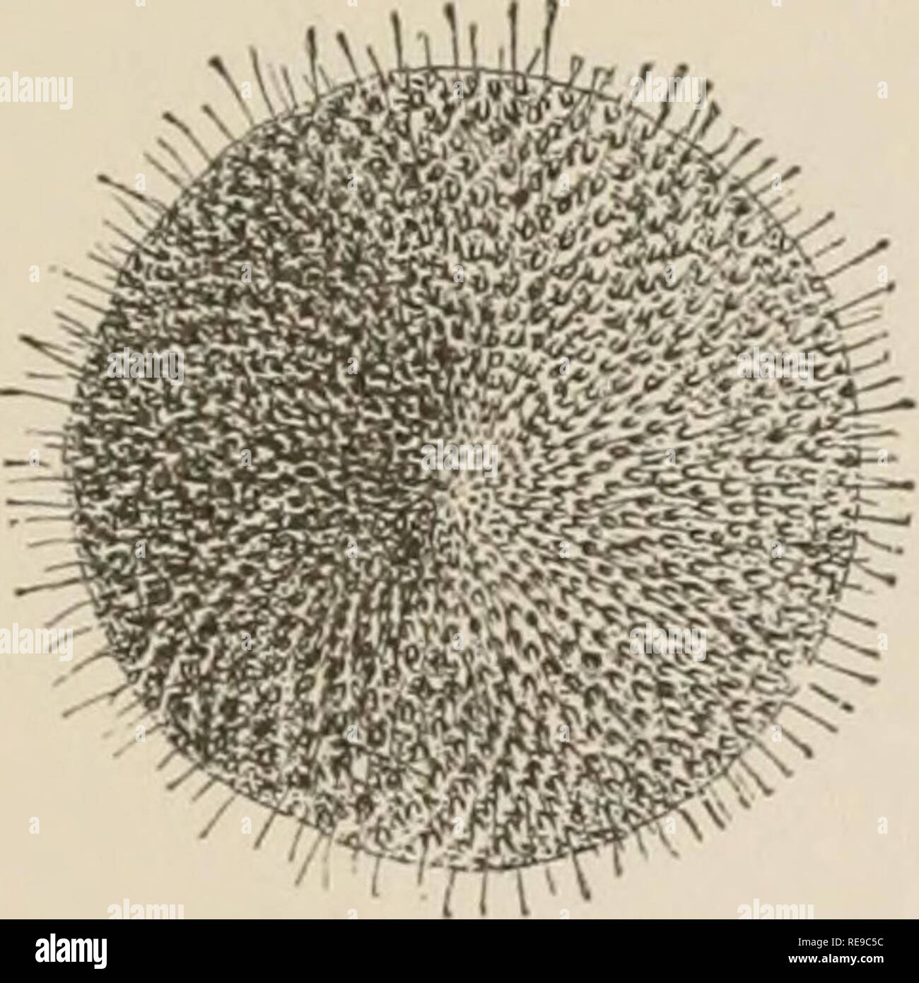 . Ein Beitrag zur Amerikanischen thalassography; drei Kreuzfahrten der Vereinigten Staaten Küsten- und Vermessungsamt Dampfer "Blake", im Golf von Mexiko, in der Karibik, und entlang der Atlantikküste der Vereinigten Staaten, von 1877 bis 1800. Blake (Schiff); Marine Tiere - Atlantik; marine Sedimente; Ocean. Charakteristische Arten in der Tiefsee. BRYOZOA. 79 der Tiefseearten gehören zu den Abschnitt der Cheilosto-mata, während die Ctenostomata haben vergleichsweise wenige Vertreter. Busk sagt, dass die Flacheren wasser Arten ai) Birne die größte geographische Verteilung zu haben. Th Stockfoto