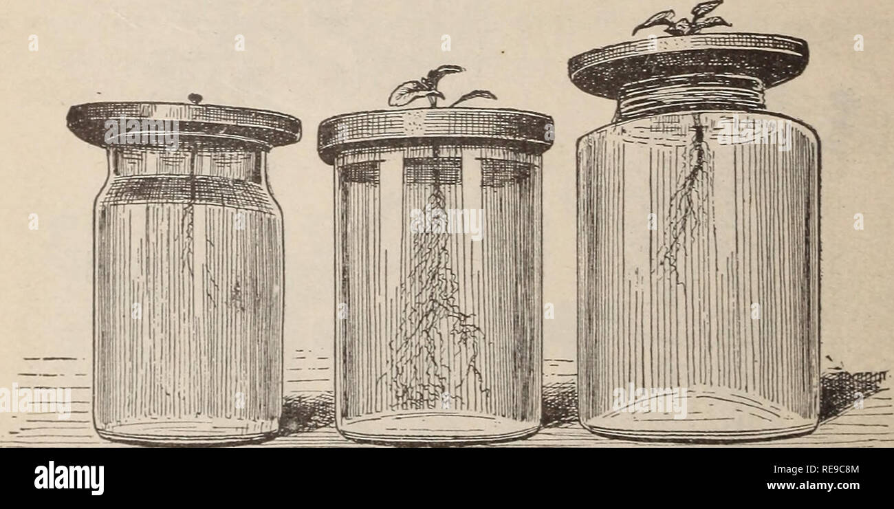 . Ein Beitrag zur Untersuchung der Assimilation der Freien atmosphärischen Stickstoff von Schwarzen und Weißen Senf. Senf; Pflanzen Assimilation; Stickstoff. 14 Lösung wurde von destilliertem Wasser ersetzt, bis das ursprüngliche Volumen erreicht wurde. Die Schiffe enthalten ca. 6 Quarts und zu jedem Quart 3 Tropfen eine konzentrierte wässrige Lösung von Chlorid Eisen hinzugefügt wurden. Der Teil der Kultur Schiff, die das root-s wurde pro - vom leichten Randzone durch Papier. Auf der Oberseite des Schiffes war eine hölzerne Abdeckung mit einem runden Loch in der Mitte in whicli der Sämling durch Kinderbett festgesetzt wurde, Stockfoto
