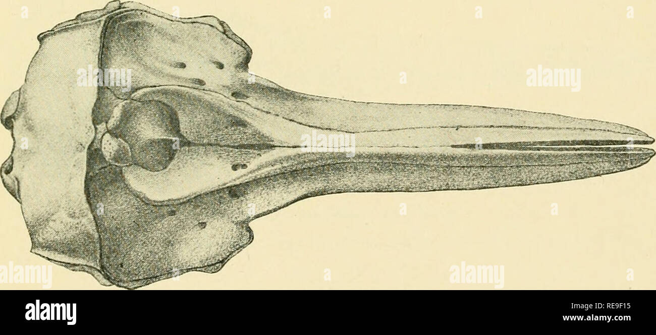 . Beiträge zur Naturgeschichte der Wale. Eine Überprüfung der Familie Delphinidae. Delphine. Abb. 2. Gemeinsame DOLPHIN. Delphinus delphis Linne. (Von Van Beneden und Gervais, Osteographie des Cetace's, 1868-79, Pi. 39, Abb. 3.). Abb. 3. Gemeinsame DOLPHIN. Delphinus delphis Linng. (Von Van Beneden und Gervais, Osteographie des Cetaces, 1868-79, p |. 39, Abb., 3.) Gattung DELPHINUS.. Bitte beachten Sie, dass diese Bilder aus gescannten Seite Bilder, die digital für die Lesbarkeit verbessert haben mögen - Färbung und Aussehen dieser Abbildungen können nicht genau mit dem Original ähneln extrahiert werden Stockfoto