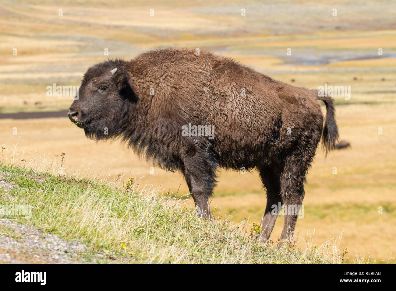 Amerikanische Bison (Bison bison), juvenile Stockfoto