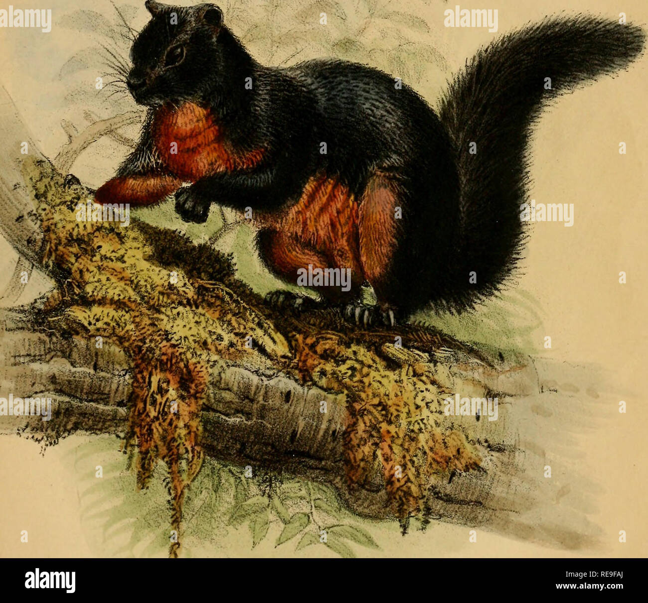 . Beiträge zur Naturgeschichte von Labuan, und die angrenzenden Küsten der Insel Borneo. Natural History; Natural History. SCIURUS RUFONIGER Vax Pa-ge 6. PcidJtlVost Imp, London PubLshed durch Jolm Vkn Voorsi., 1, Paternoster Row, 1854. Bitte beachten Sie, dass diese Bilder sind von der gescannten Seite Bilder, die digital für die Lesbarkeit verbessert haben mögen - Färbung und Aussehen dieser Abbildungen können nicht perfekt dem Original ähneln. extrahiert. Motley, James; Dillwyn, Lewis Llewellyn. London: J. VAN VOORST Stockfoto