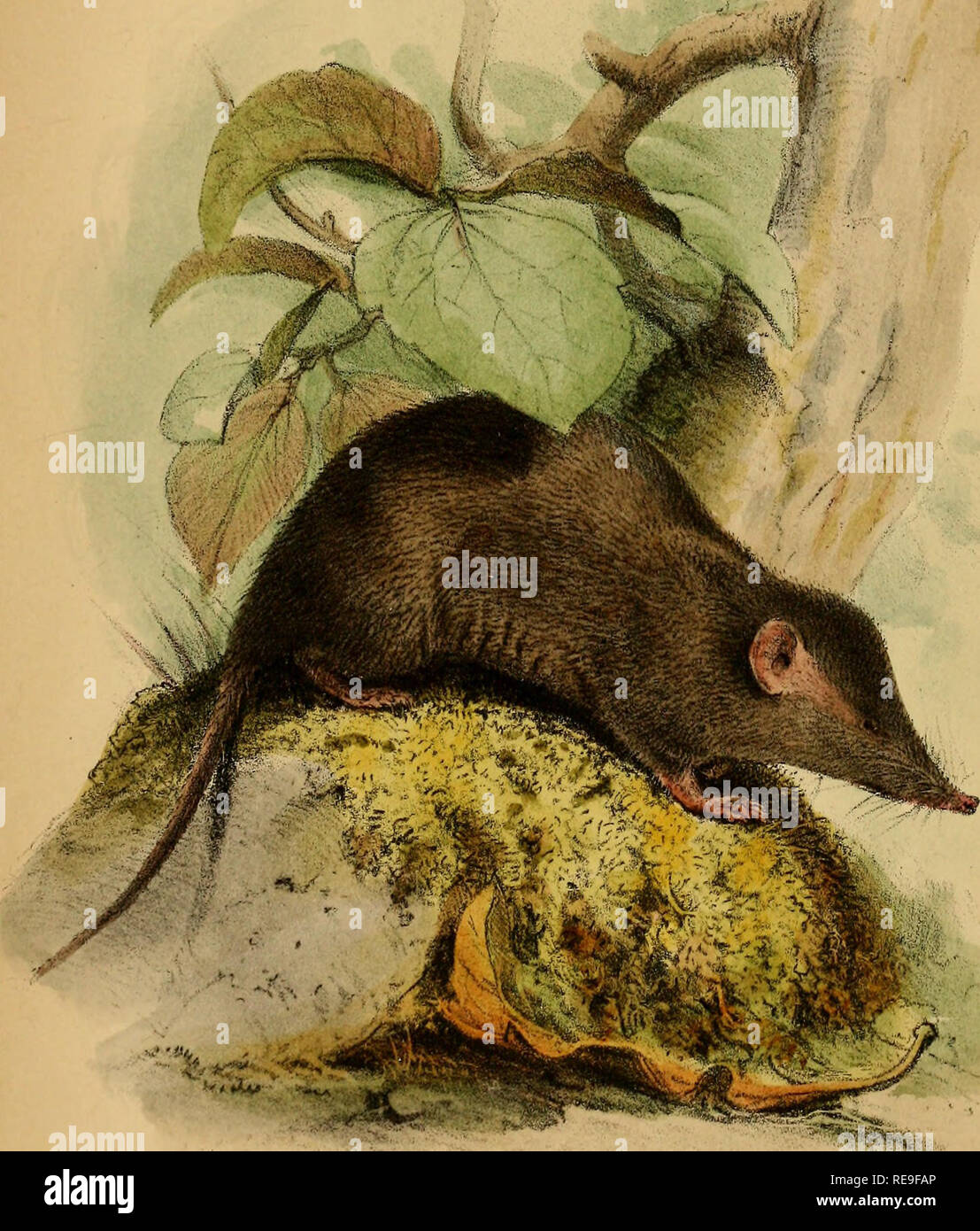 . Beiträge zur Naturgeschichte von Labuan, und die angrenzenden Küsten der Insel Borneo. Natural History; natürliche Geschichte. n. SOREX GRAYII PA ge1 IdiiJlTest Imj. London PuUjsliei Ijy Jdin Van Voorst, 1, Paternoster Row, 1854;.. Bitte beachten Sie, dass diese Bilder sind von der gescannten Seite Bilder, die digital für die Lesbarkeit verbessert haben mögen - Färbung und Aussehen dieser Abbildungen können nicht perfekt dem Original ähneln. extrahiert. Motley, James; Dillwyn, Lewis Llewellyn. London: J. VAN VOORST Stockfoto