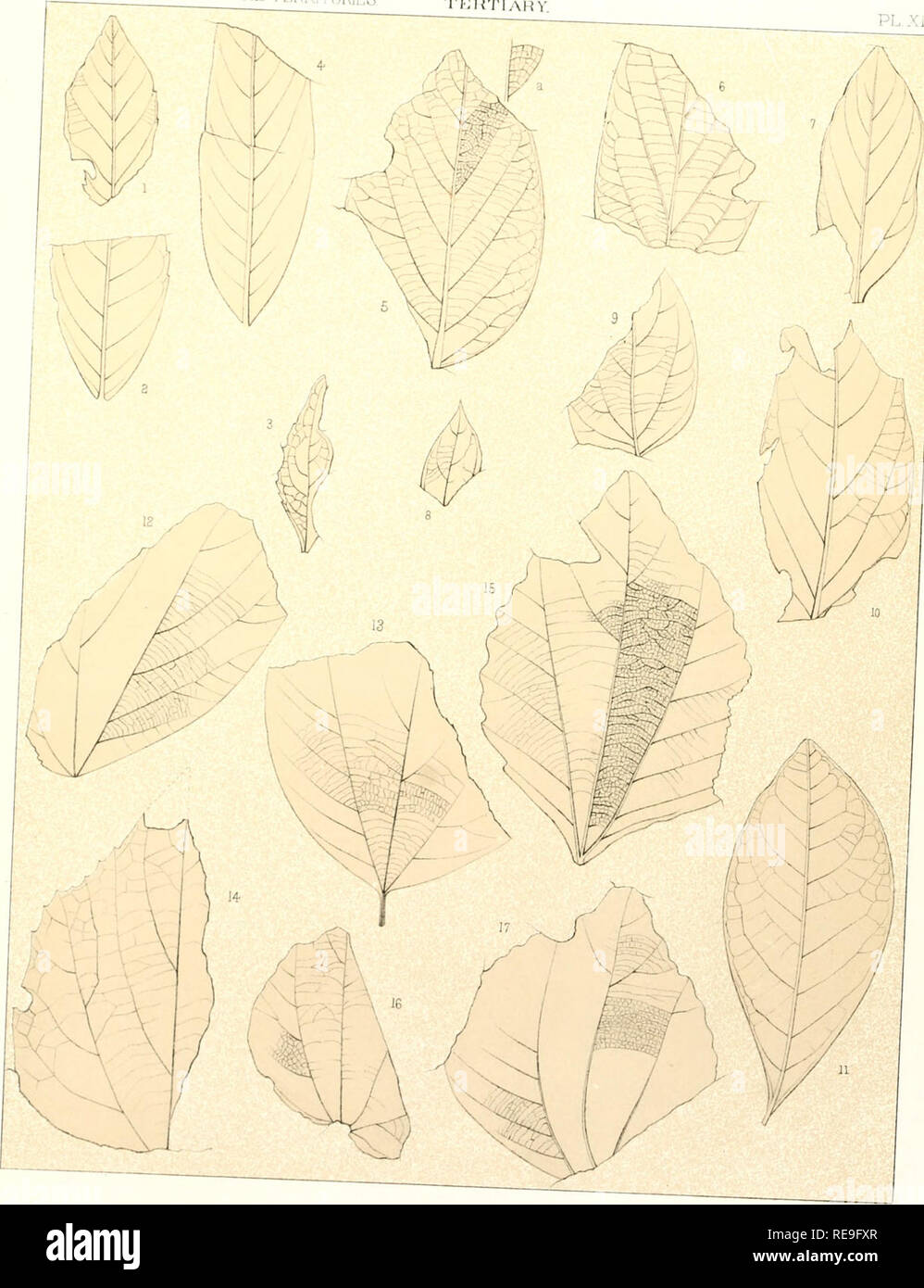 . Beiträge zu den fossilen Flora der westlichen Gebiete... Paläobotanik