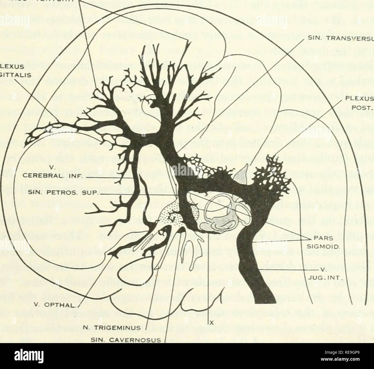 Beitrage Zur Embryologie Embryologie Des Gehirns Des