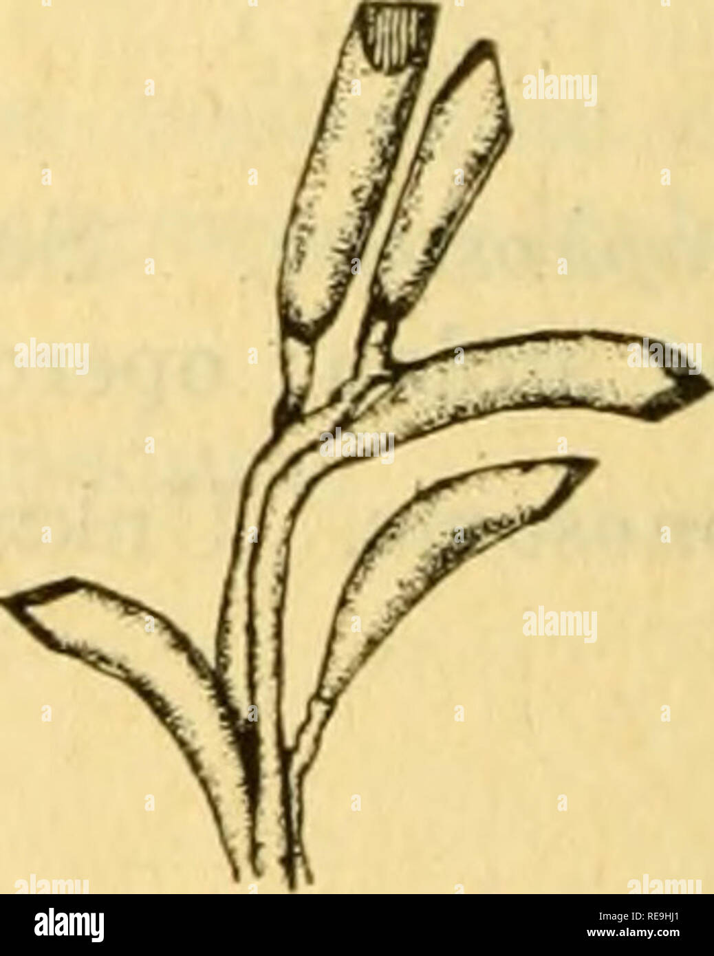 . Beiträge zu den kanadischen Biologie. Marine Biologie; Natural History. Nr. 56. Oiicrculurclla piimila. Gattung Stegopoma. Trophosome. Hydrotheca mit einen Deckel, der aus zwei Membranen gefaltet in Längs- und die kommen zusammen, Dach, mit ihren langen Kanten: Jede dieser ist vom Rest des hydrotheca durch eine gekrümmte Linie voneinander getrennt; in jeder Seite die hydrothecal Wand bildet einen dreieckigen Giebel Struktur, zwischen den beiden opercular Membranen. Gonosome. Feste sporosacs Gonophores produzieren. Stegopoma plicatile (SARS). Trophosome. Stammzellen große; Stamm und Äste; fascicled hydrotheca l Stockfoto