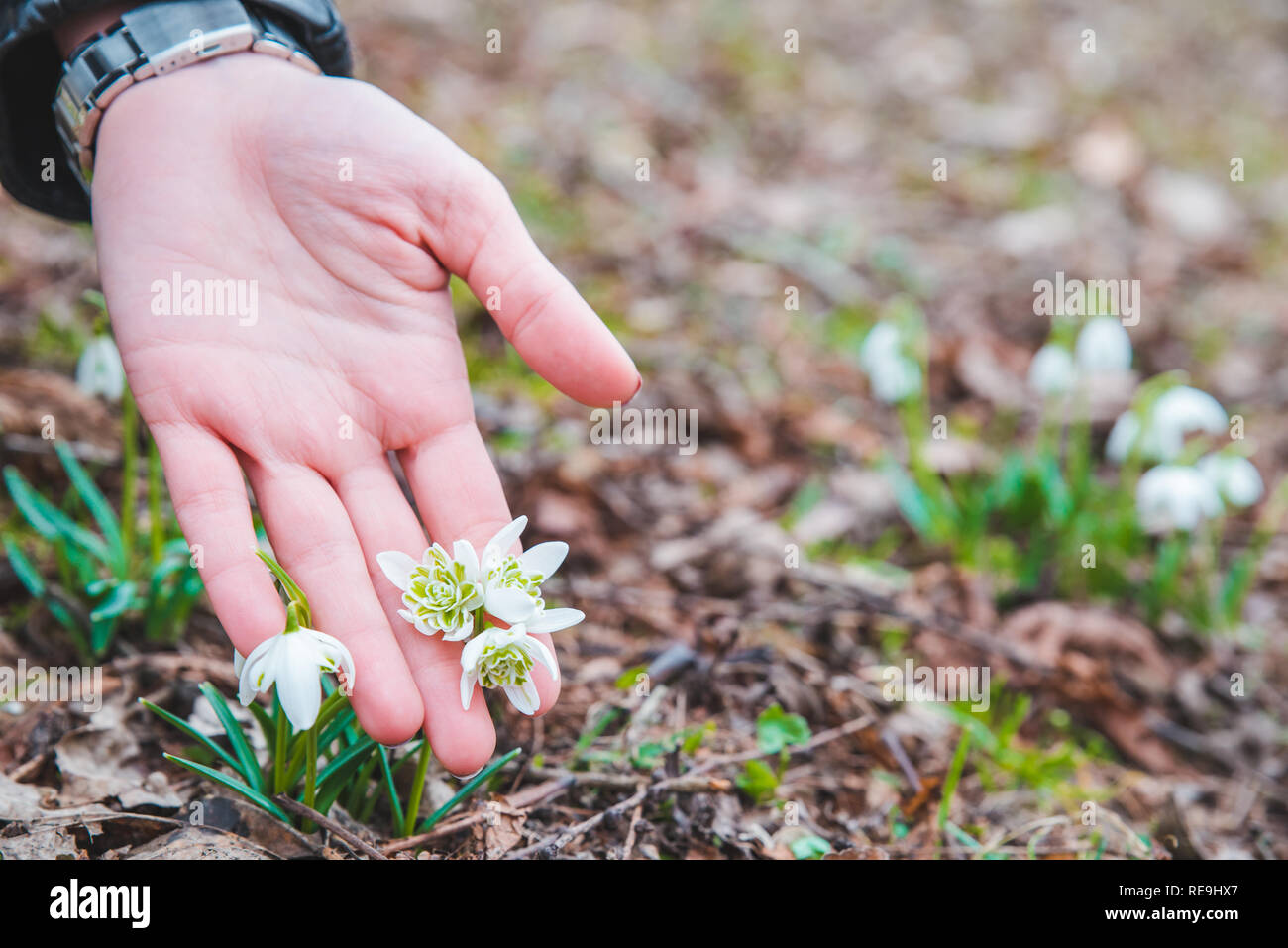 Schneeglöckchen in Frau Hände schließen oben. Der Frühling kommt Stockfoto