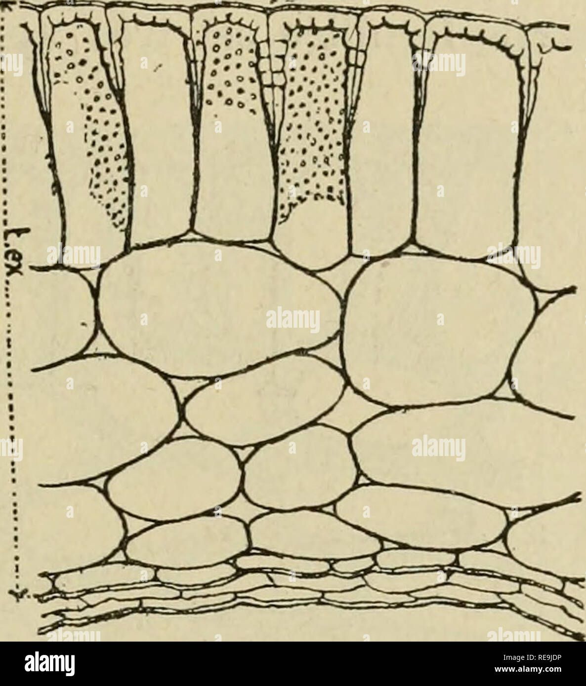 . Beiträge à l'Ã©tude de la classe des NymphÃ © inÃ©es. Nymphaeaceae. NUPHAR LTITEUM -^ ib Länge suivant le grand Ax, Sur^^""" 5 environ, suivant tes deux autres. Le rapliÃ © y est trÃ¨s proÃ © minent et anguleux. Le Galle et le micropyle sind portÃ©s par un opercule trÃ¨s neU Cette graine a Ã©tÃ© Ã © tudiÃ©e par Gaertner "et plus rÃ©cemment par TrÃ©cuF, Caspary^ Archangeli"^ et Weberbauer^. ArcangeliÂ° admet-l'Existenz d'un Arille, Mais, À mon Avis,. Abb. 189. Â Nuph. ir liiteumSm. Coupé transversale Ã © quatoriale des tcgumenls d'une Graine, montrant Le eingerichtet aber de la lignificatio Stockfoto