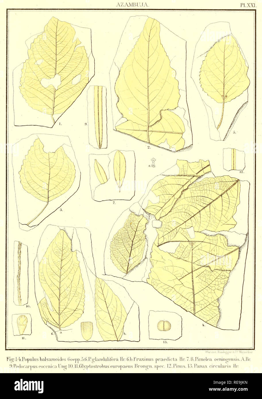 . Beiträge à la Flore fossile du Portugal. . Bitte beachten Sie, dass diese Bilder sind von der gescannten Seite Bilder, die digital für die Lesbarkeit verbessert haben mögen - Färbung und Aussehen dieser Abbildungen können nicht perfekt dem Original ähneln. extrahiert. Heer, Oswald, 1809-1883. Lisbonne, Imprimerie de l'Académie royale des sciences Stockfoto
