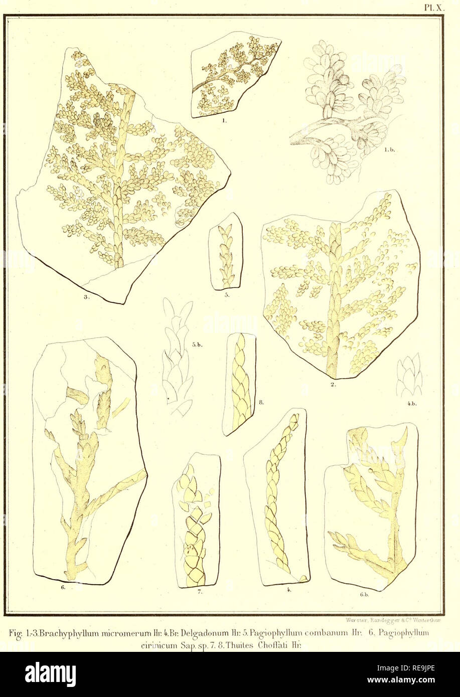 . Beiträge à la Flore fossile du Portugal. . Bitte beachten Sie, dass diese Bilder sind von der gescannten Seite Bilder, die digital für die Lesbarkeit verbessert haben mögen - Färbung und Aussehen dieser Abbildungen können nicht perfekt dem Original ähneln. extrahiert. Heer, Oswald, 1809-1883. Lisbonne, Imprimerie de l'Académie royale des sciences Stockfoto