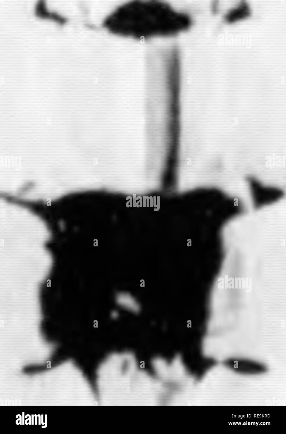 . Beiträge der botanischen Labor und der Morris Arboretum der Universität von Pennsylvania, Vol. 14. Botanik; Botanik. Aus den Beratungen der Pennsylvania Akademie der Wissenschaft nachgedruckt, Seiten 42-45. Vol.XII, 1938 bemerkenswerte PENNSYLVANIA ORCHIDEEN Edgar T. Wherry Universität von Pennsylvania letztes Jahr gab es eine Diskussion der Farne in Pennsylvania, die von besonderem Interesse für den dis gewesen - in diesem Mitgliedstaat vorgelegt. Eine ähnliche Studie der einheimischen Orchideen ist jetzt angeboten. Aplectrum hyemale (WILLDENOW) Nuttall. Diese Art wurde durch Muhlenberg, kein Zweifel, in Lan gesammelt Stockfoto