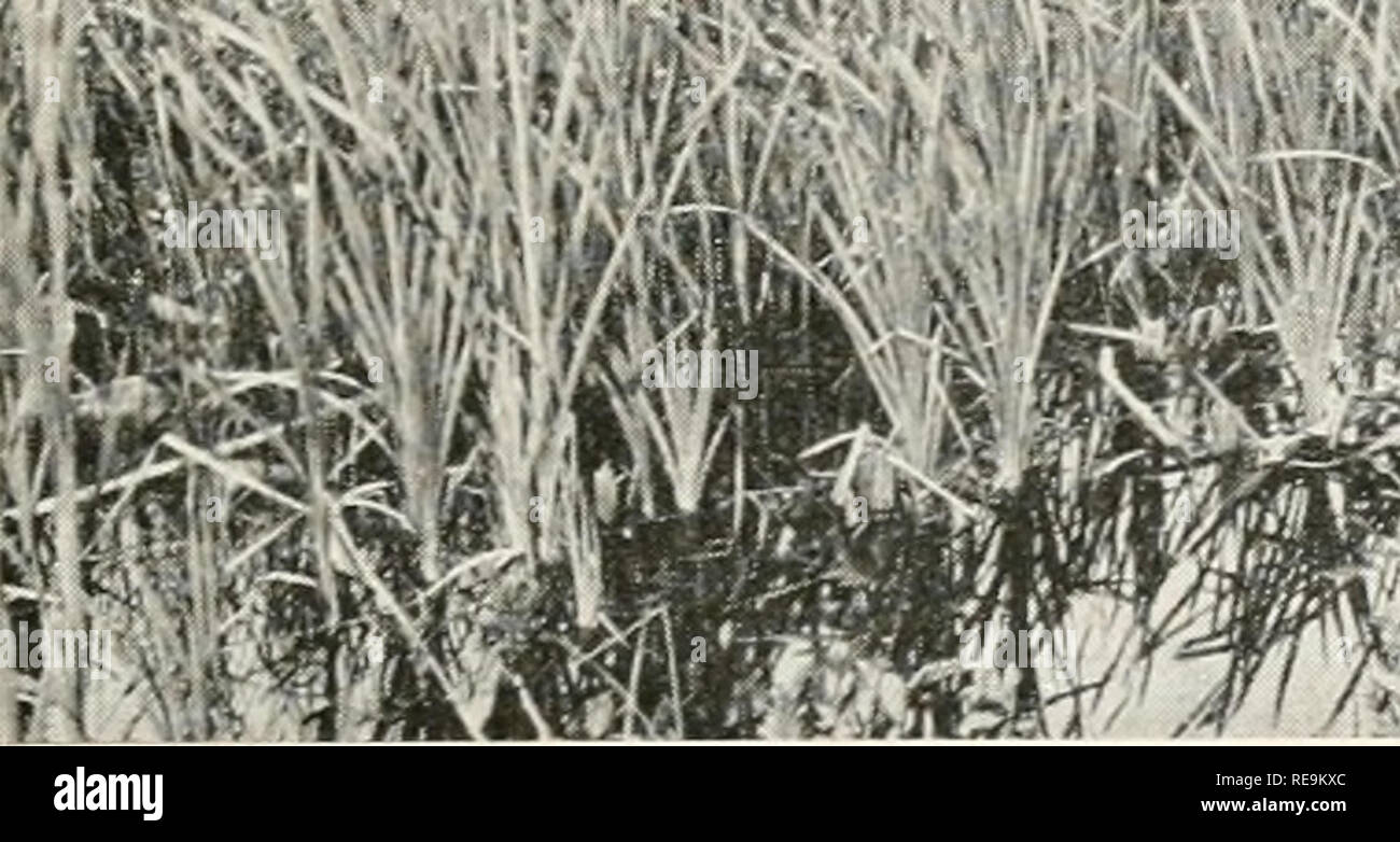 . Beiträge aus der Osborn botanischen Labor. Pflanzen. iKiiill Fn. r35. - Regelmäßige Teich, naskeag Point, Brooklin;cat-tails und Eriophorwm tenellum vorstehend; Lärchen im Hintergrund.. Bitte beachten Sie, dass diese Bilder sind von der gescannten Seite Bilder, die digital für die Lesbarkeit verbessert haben mögen - Färbung und Aussehen dieser Abbildungen können nicht perfekt dem Original ähneln. extrahiert. Osborn botanischen Labor. [New Haven?] Osborn Botanical Laboratory, Yale University. Stockfoto