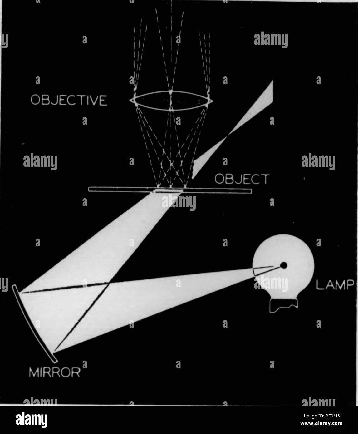 . Beiträge der botanischen Labor und der Morris Arboretum der Universität von Pennsylvania, Vol. 14. Botanik; Botanik. P^4 l 104 PFLANZENPHYSIOLOGIE Dunkelfeld- Beleuchtung Uhr. T^l^^^ 'T''f""""^*^'^Â°^*^^'''''^y Â" Aussetzung von kolloidalem Gold R "v&gt;, a. ^ '.*''"""" â ¢'^^'''''''"'^Â°^* J''^ Â" "^P" Â"-Â°n verstreut figh Strahlen, dann Streik., so dass ein leuchtender Lichtkegel erzeugt wird. dL-Bereich Muvumtu &gt; n und die ultra-Mikroskop sind auf diesem phenome basierte - nicht. Col oidal Angelegenheit ist seitlich gegen einen dunklen backgro beleuchtet Stockfoto