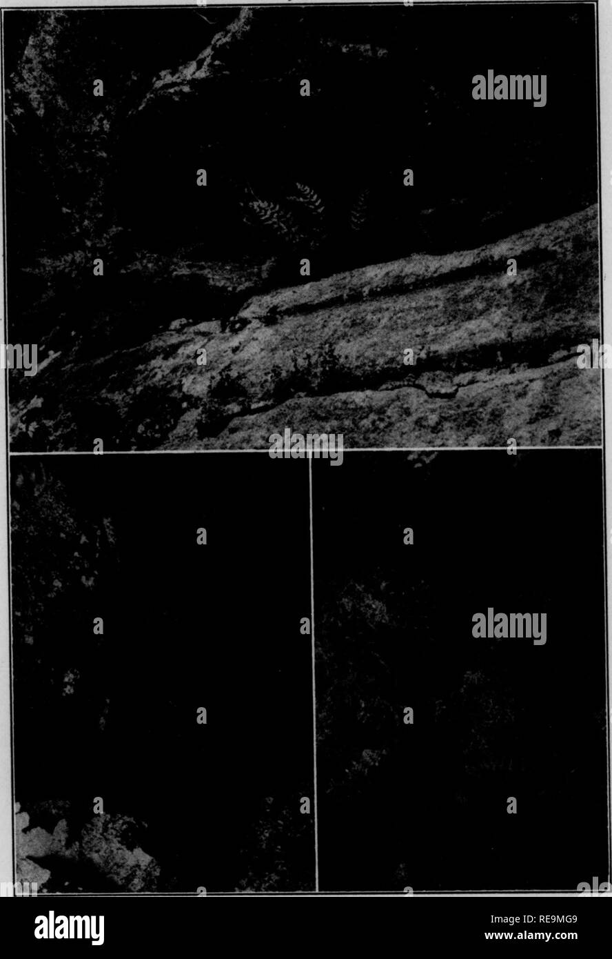 . Beiträge der botanischen Labor, Bd. 12. Botanik; Botanik. ,=.,..;-Â Â Â Â Â Â-, t â â - Ich. ^J^ i-amerikanischen Farn Journal Volume 24, Platte 6 Farn Field Notes, 1934 103 Abb. 1. [)) "Ich. Es* -^m^Abb. 2. Abb. 3. Östlichen Kolonien von Woodsia scopulina: 1 in Ontario; 2, in Arkansas; 3, in Nord-carolina. von Dr. Horace G. Richards von Philadelphia, die in der Forschung arbeiten im Pleistozän Probleme engagiert begleitet. Die von Professor M.L. Fernald hingewiesen wurde,^ Die isolierten Stationen der Kordilleren pflanzen jetzt bekannt, im nordöstlichen Nordamerika vorhanden sind, werden häufig in Gebieten Stockfoto