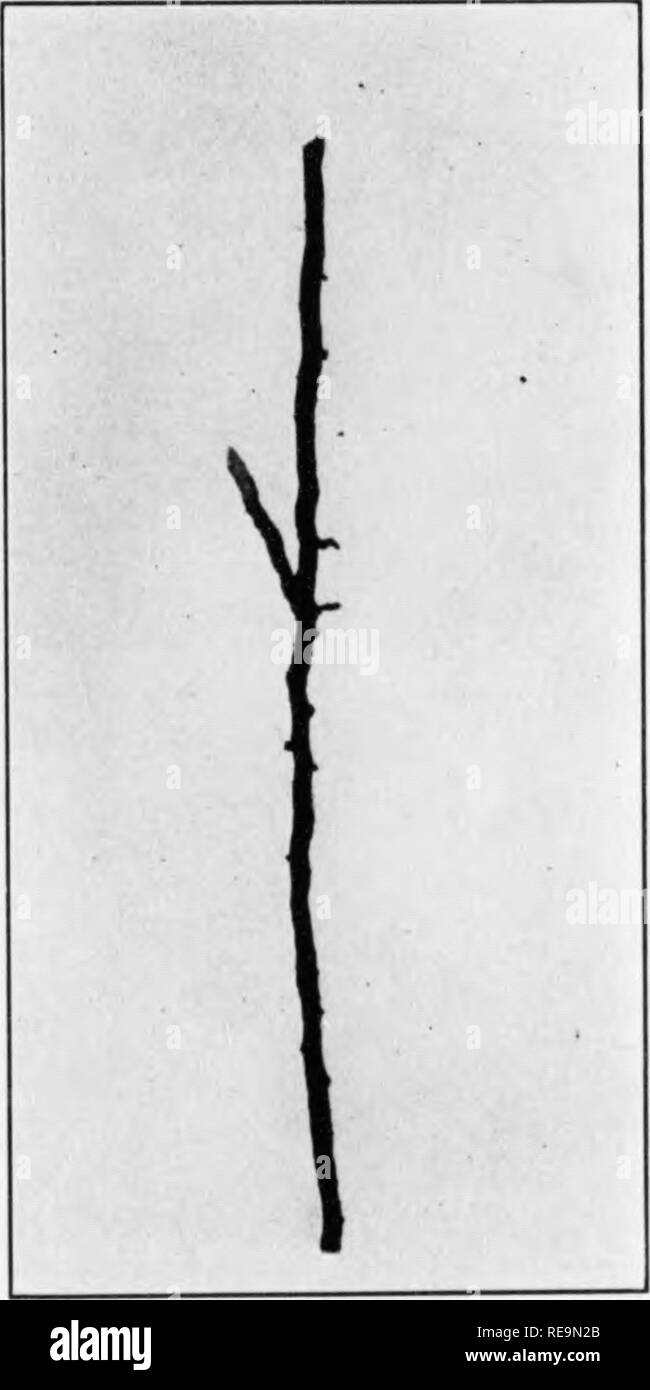 . Beiträge der botanischen Labor und der Morris Arboretum der Universität von Pennsylvania, Vol. 13. Botanik; Botanik. 1000 Zeitschrift für landwirtschaftliche Forschung Vo". 61, Nr. 11 Proben. Die Anzahl und Größe der primären Zuläufe und die Stärke der pfahlwurzel deutlich geringer im Vergleich zu denen des normalen Bäume der gleichen Größe. Im Hinblick auf den offenen Charakter des Waldes, es ist zu bezweifeln, dass die Schwäche der Proben durch die Unterdrückung durch größere Bäume. Es scheint wahrscheinlich, dass sowohl der Schiefe und der allgemeinen Schwäche der Tops resultiert aus, wurden oder Stockfoto