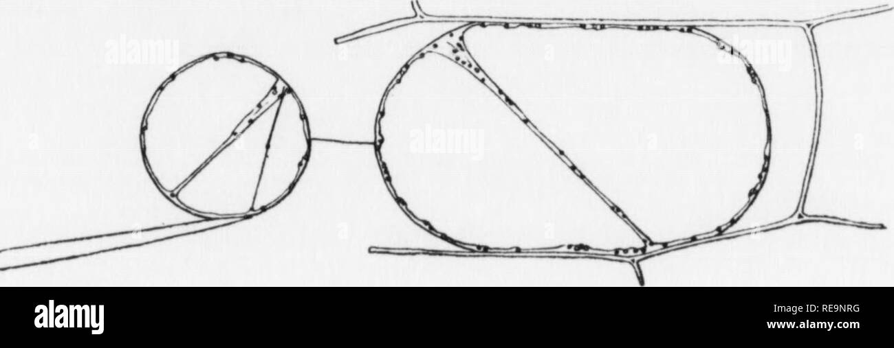 . Beiträge der botanischen Labor, Bd. 8. Botanik; Botanik. 210 Plowe in zwei mit der Nadel eingeklemmt werden, wie eine Seifenblase dividrd werden können, aber in diesem Fall einen dünnen Strang der plasnialemnin verbindet die beiden Teile (Abb. 7). Eine Portion ist anucleate, aber streaniinj&gt; * in wird es in genau der gleichen Art und Weise fort, wie in protoplasten mit "nuchnis, auch nach dem connectmg Gewinde gebrochen ist. Eine Kugel von protoplasma tiuis s (^paratc () wird nicht die Sicherung, wenn sie wieder in Kontakt mit den anderen portioti des gleichen protoplast oder mit einem anderen protoplast, der bestätigt, dass KiisTKii gebracht Stockfoto