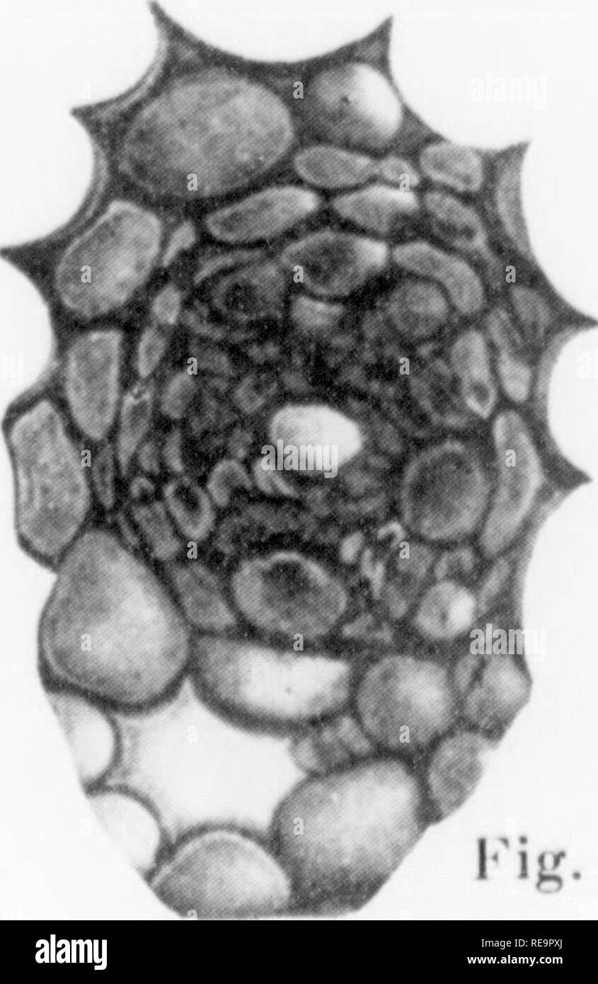 . Beiträge der botanischen Labor, Bd. 2. Botanik; Botanik. . Bitte beachten Sie, dass diese Bilder sind von der gescannten Seite Bilder, die digital für die Lesbarkeit verbessert haben mögen - Färbung und Aussehen dieser Abbildungen können nicht perfekt dem Original ähneln. extrahiert. Universität von Pennsylvania. Botanisches Labor. Philadelphia: Universität von Pennsylvania drücken Sie Stockfoto