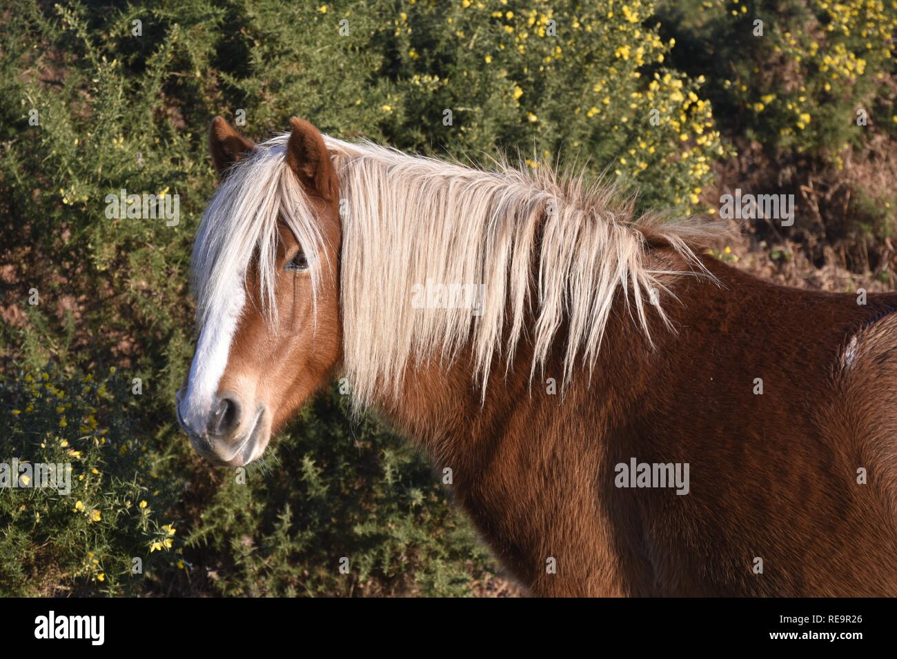 New Forest Pony mit blonden Mähne Stockfoto