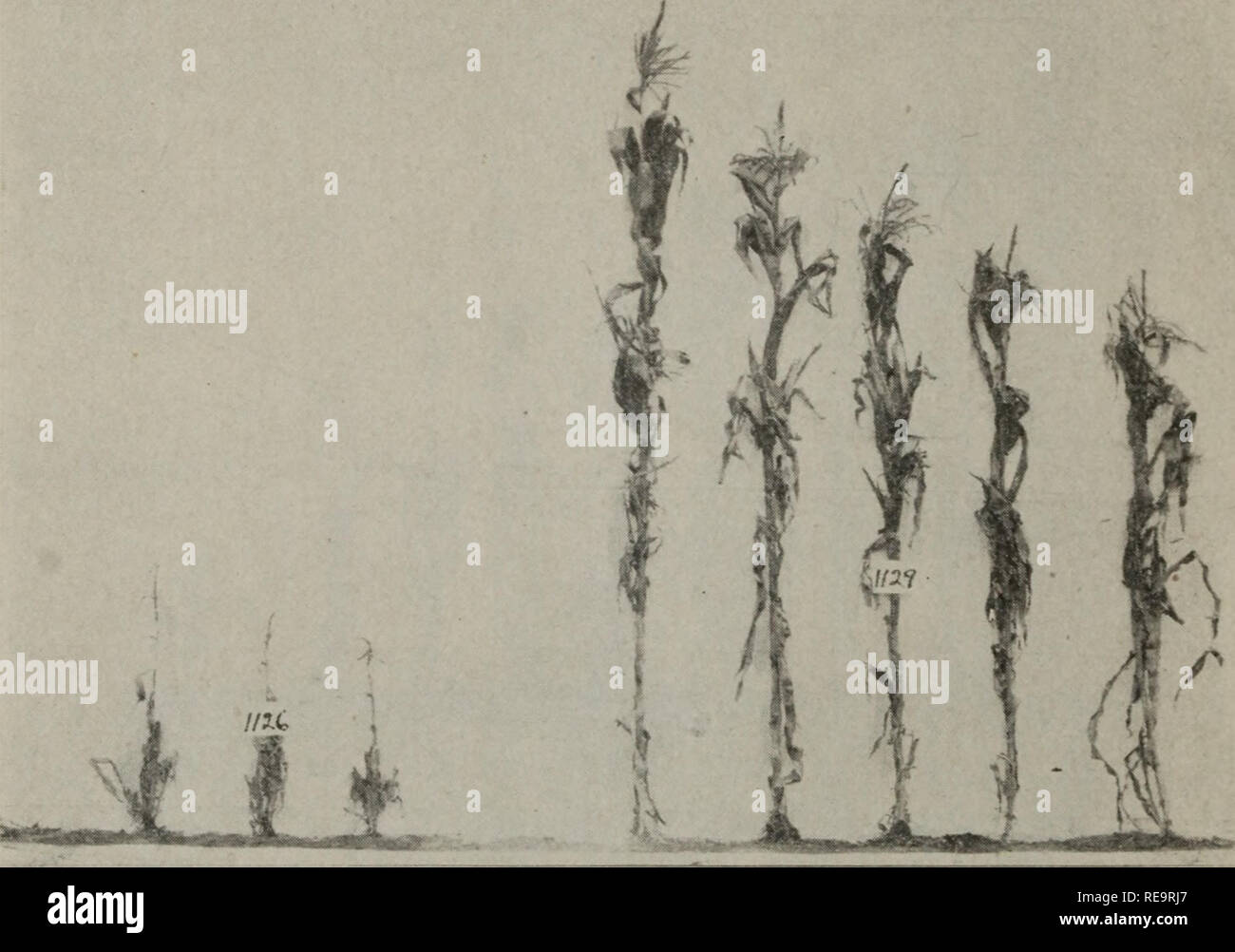 . Beiträge vom Labor der Pflanzengenetik. 68 Forschung Hull * Zinn Nr. 2 Gene. Dass die Samen der ursprünglichen Ohr von Missouri dent hatten unterschiedliche Größe Möglichkeiten wird durch die Differenz zwischen den vier Bruderschaften, 353, 354, 357 und 358, die von selfed Saatgut von einzelnen Pflanzen von Nr. 146 aufgewachsen waren. 1911 Die übergeordnete Stocks, zwei F2-Familien, und mehrere P3 Lose wurden Seite an Seite gewachsen. Die FVs zeigte wieder eine größere Variation als die Eltern, als auch durch die verschiedenen Höhen und durch die variationskoeffizienten angegeben, keine Privatpersonen Tho. CW. tS - 65" Stockfoto