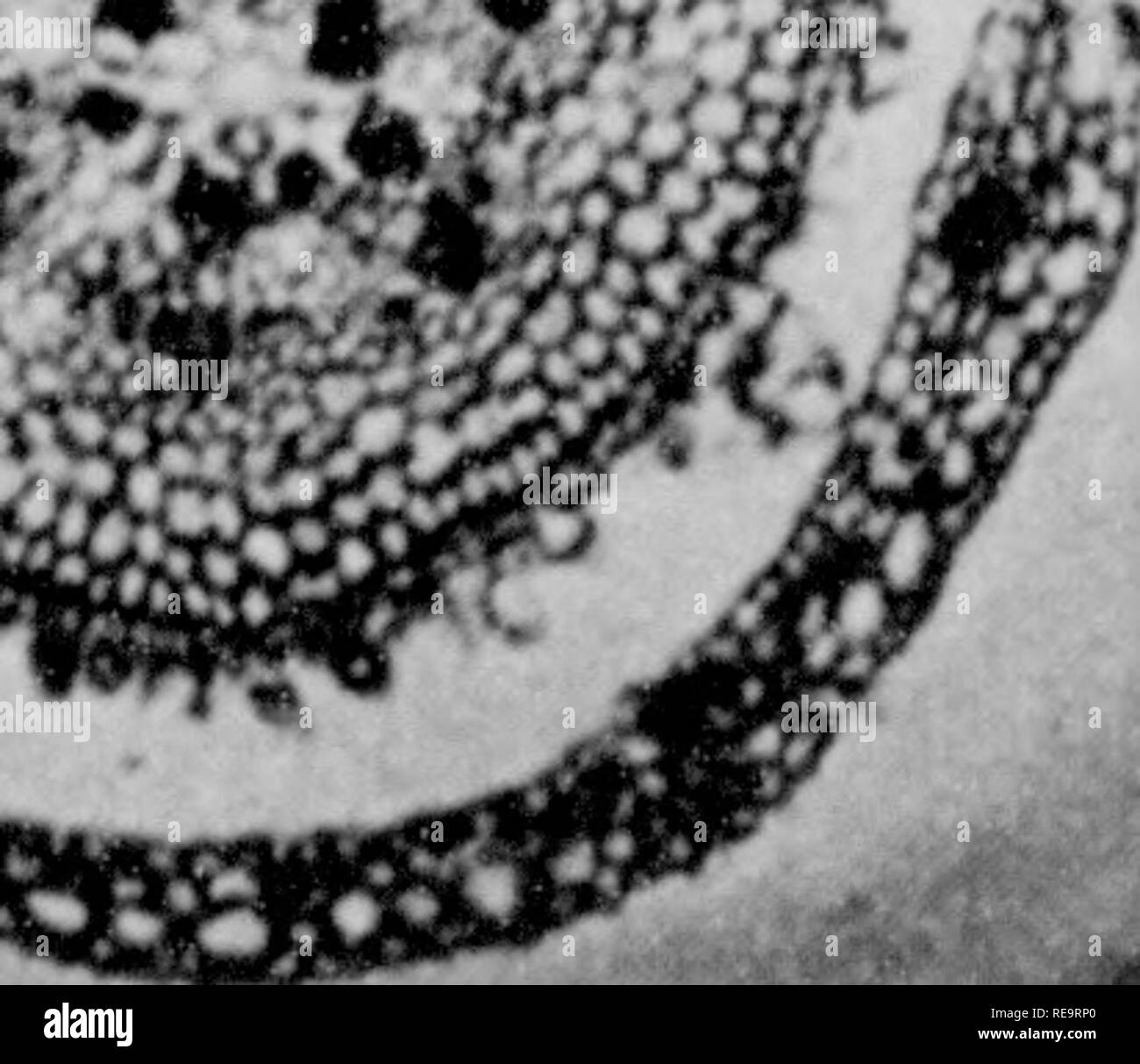 . Beiträge der botanischen Labor, Bd. 1. Botanik; Botanik. ^3 v&amp;'' 4. ';''. Abb. 3-Ich" "t. , % "V" v t^^^: AmPHICARP SCHIVKLY AUF A.. Bitte beachten Sie, dass diese Bilder sind von der gescannten Seite Bilder, die digital für die Lesbarkeit verbessert haben mögen - Färbung und Aussehen dieser Abbildungen können nicht perfekt dem Original ähneln. extrahiert. Universität von Pennsylvania. Botanisches Labor. Philadelphia: Universität von Pennsylvania drücken Sie Stockfoto