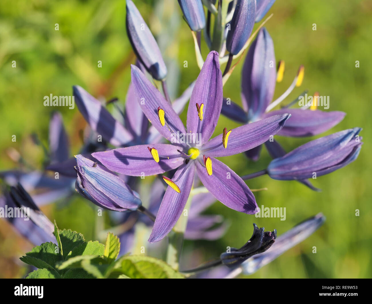 Schönen violetten gemeinsame Schlafplätze (Camassia quamash ssp. breviflora) Blüte im Mai in Nisqually National Wildlife Refuge, WA, USA Stockfoto